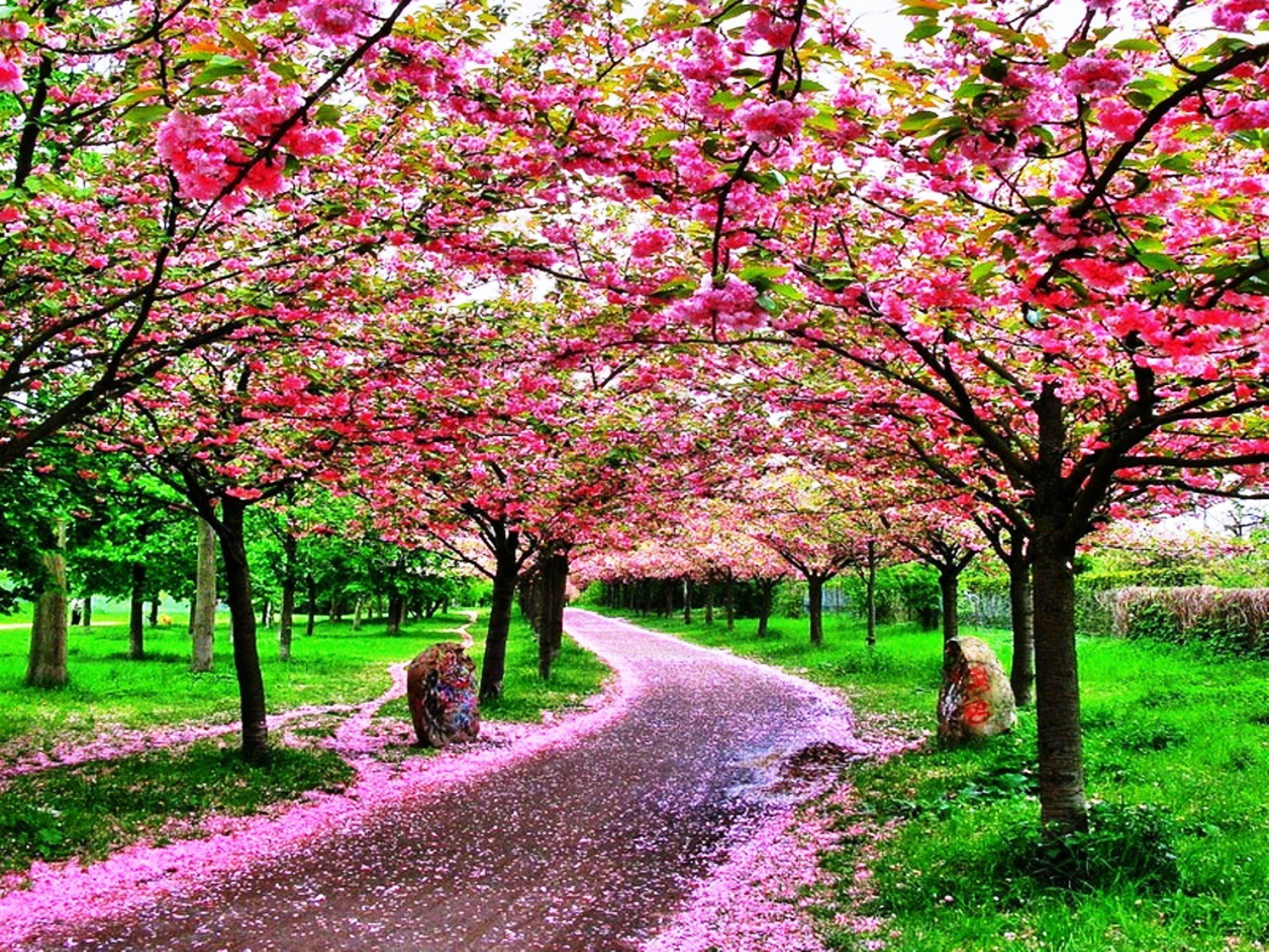 Сакура цветет в саду. Сакура черри блоссом дерево. Сакура гуллари. Сакура черри блоссом розовый сад. Цветение Сакуры в Японии сады.