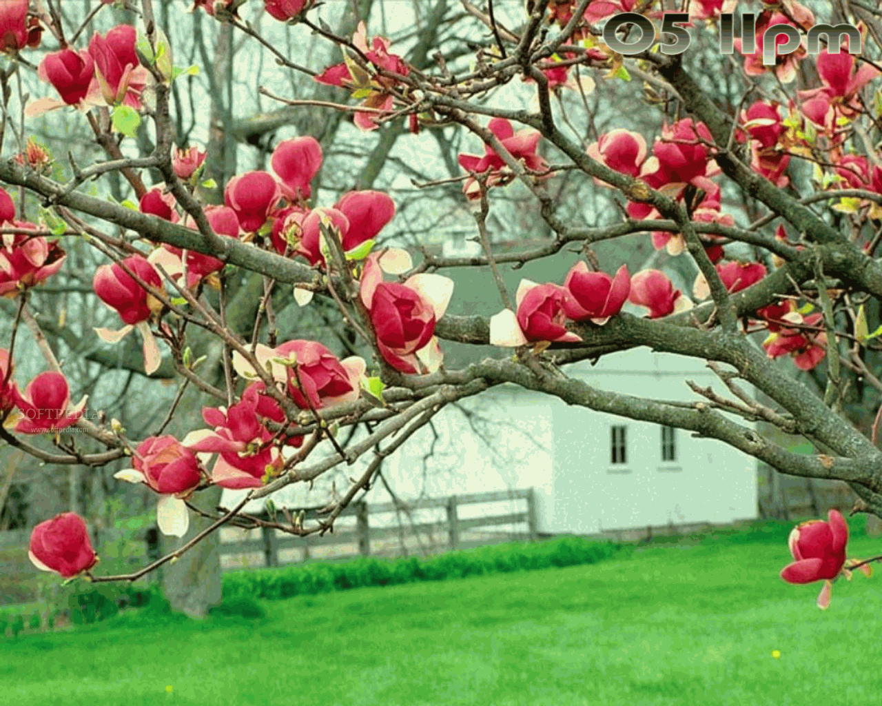 Bahor gullari. Сакура гуллари. Бахор гуллари. Весенние цветущие деревья, цветы и кустарники. Цветущие деревья в Ташкенте.