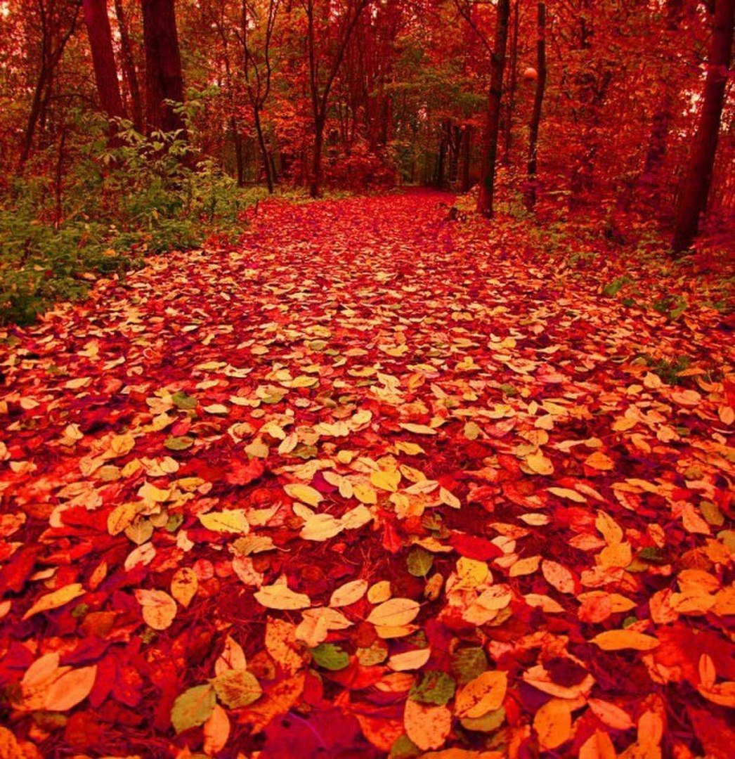 Багряный сентябрь. Осенняя листва. Ковер из листьев. Красный листопад. Красная осень.