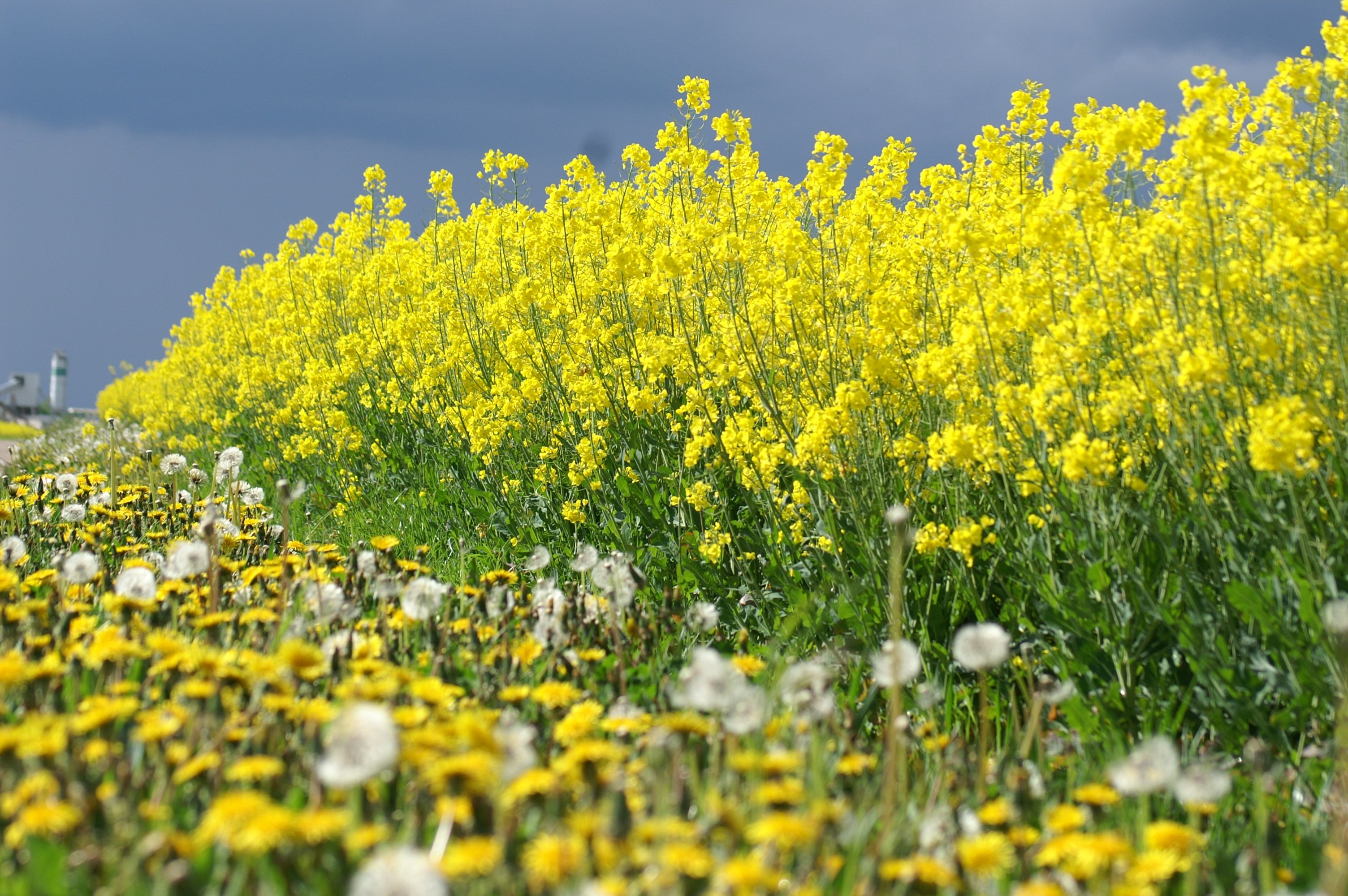 Желтая трава название. Желтый цветок полевой рапс. Многолистник Луговой. Желтые цветы медоносы полевые. Рапс Луговой.
