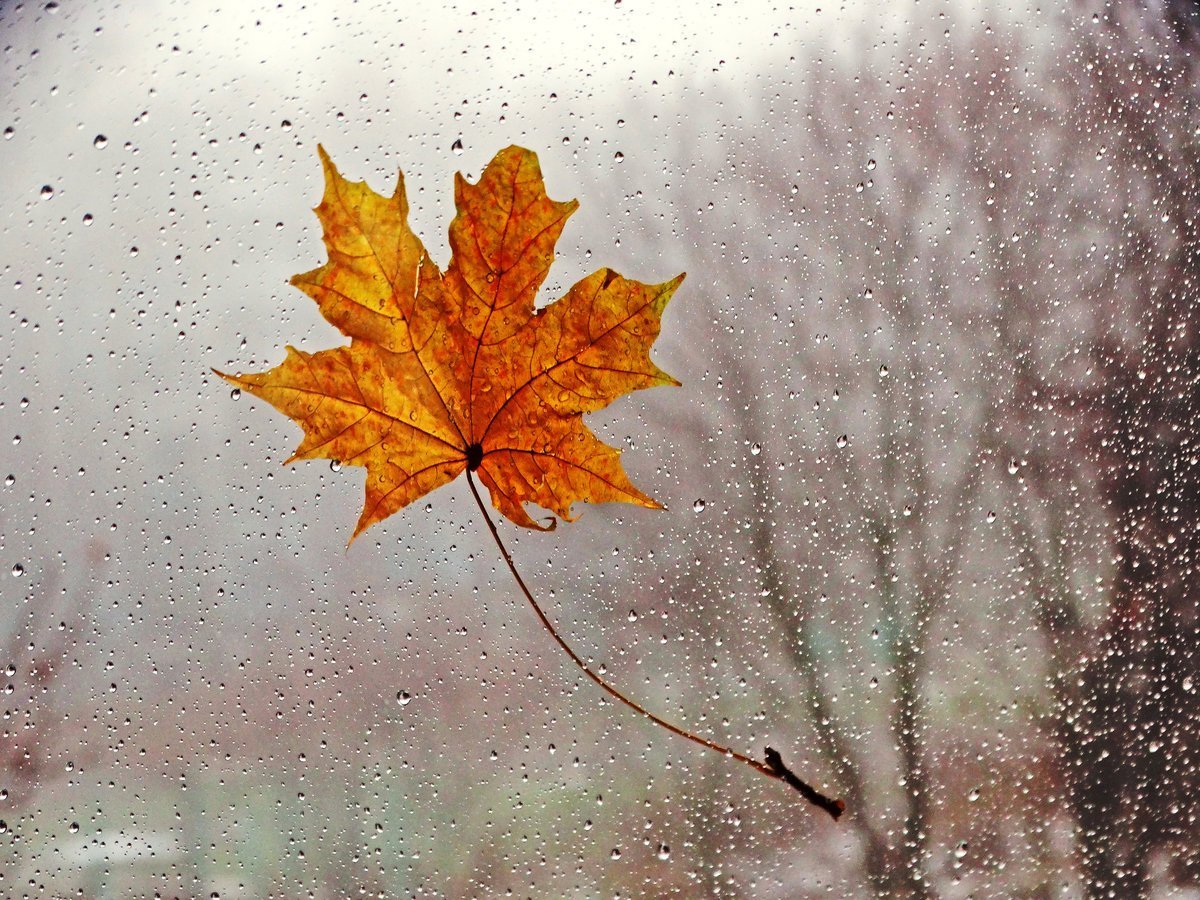 Осенние дождики вовсе не похожи впр 6. Дождливая осень. Осень дождь. Осенние листья на окна. Осенний лист на стекле.