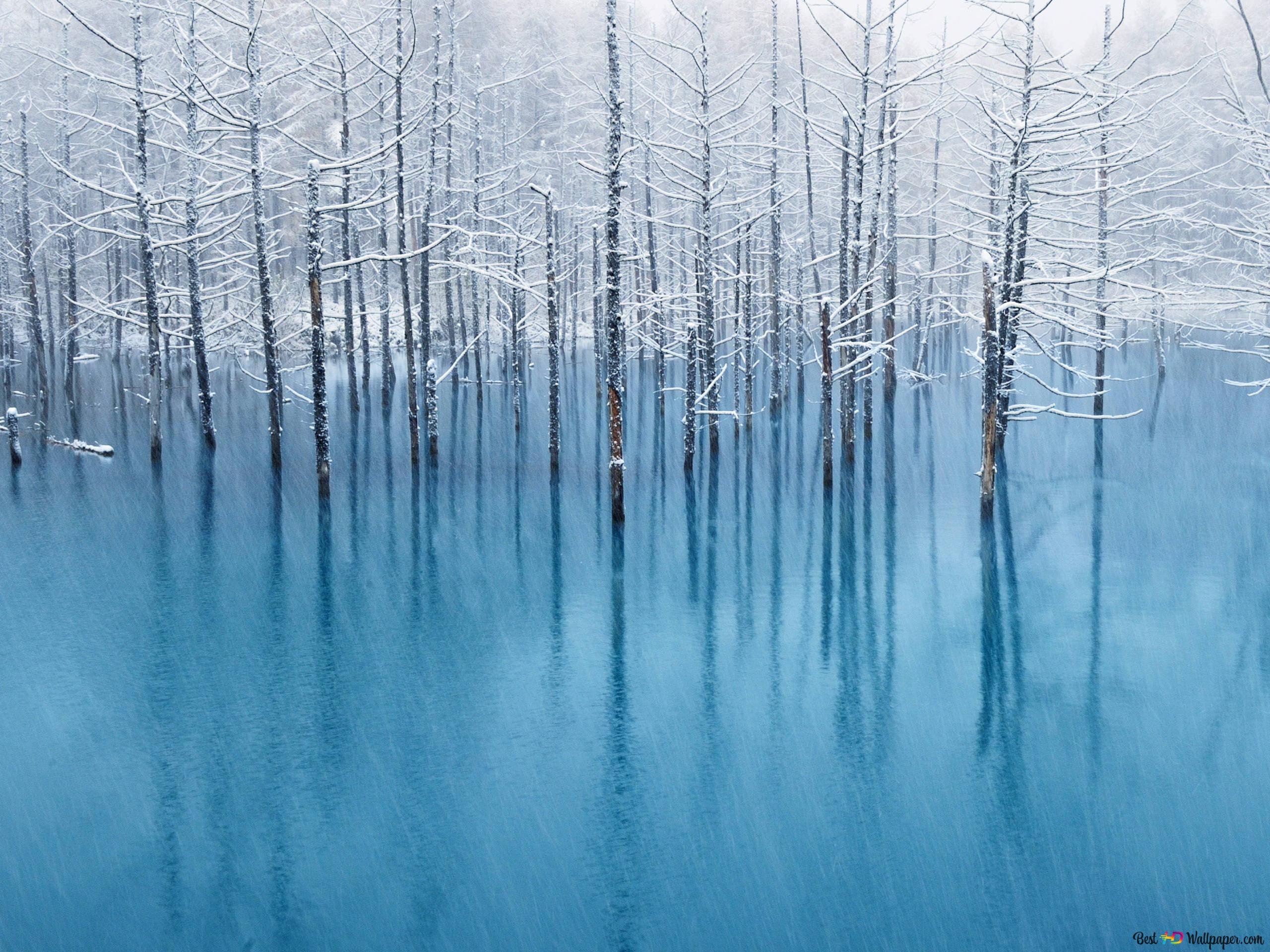 Лес затопленный водой. Озеро Хоккайдо Япония. Отражение леса в воде. Ледяной лес. Ледяной пейзаж.