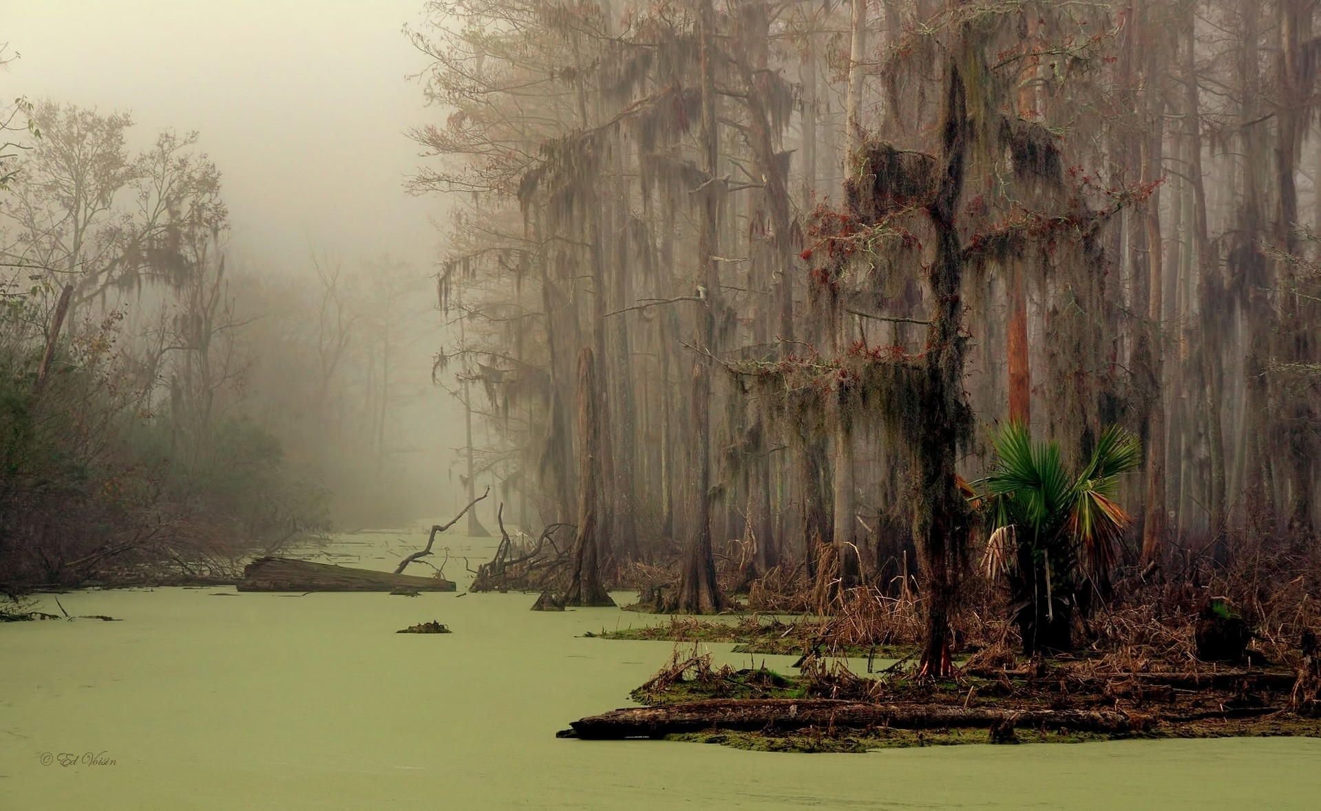 Болото призраков. Луизиана болото Манчак. Озеро Манчак. Болото Манчак, США, штат Луизиана. Призраки болота Манчак.