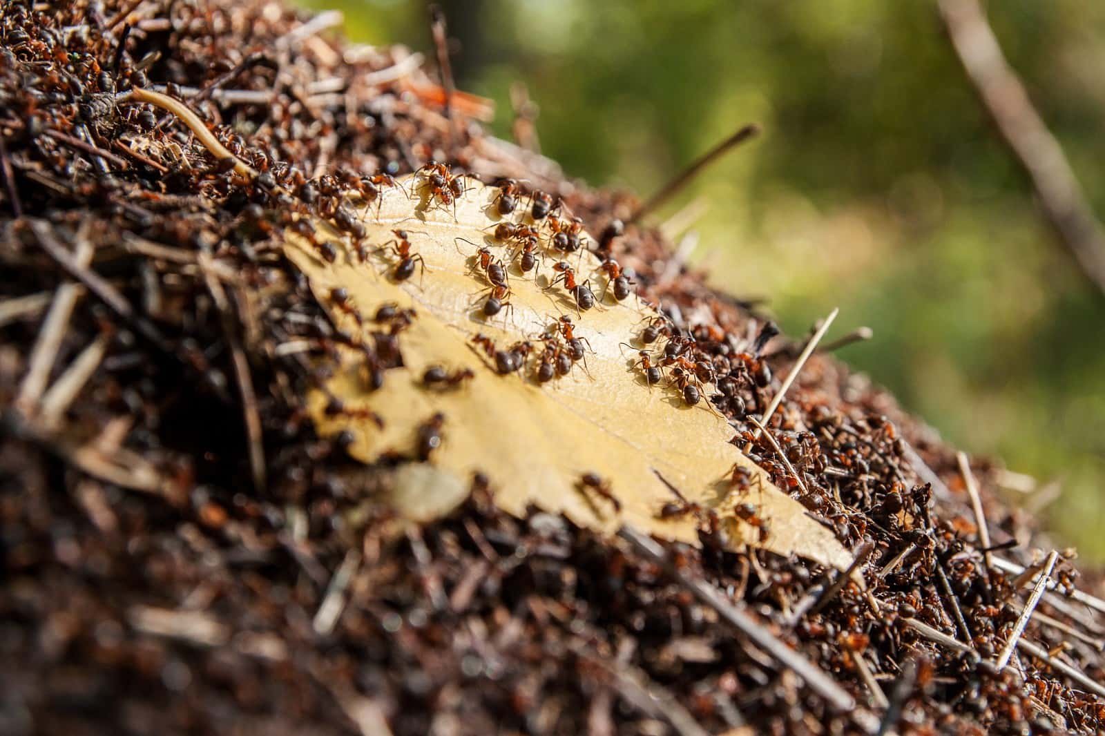 Несмотря на муравьиную склонность объединять свои. Лесные муравьи Муравейник. Муравейник лесных муравьёв. Муравьи листорезы гнездо. Муравейник на Генкеля.