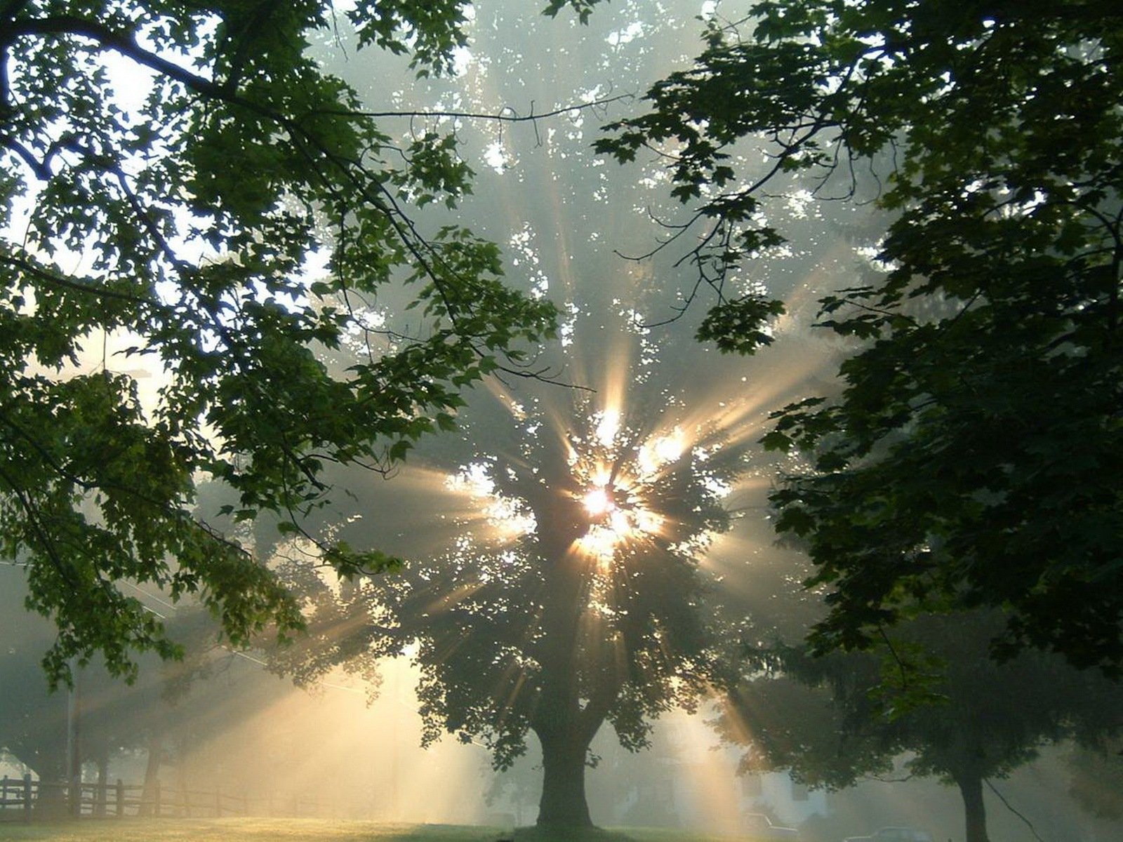 Над землей светит солнце. Дерево в лучах солнца. Лучи солнца. Солнце сквозь деревья. Свет солнца.