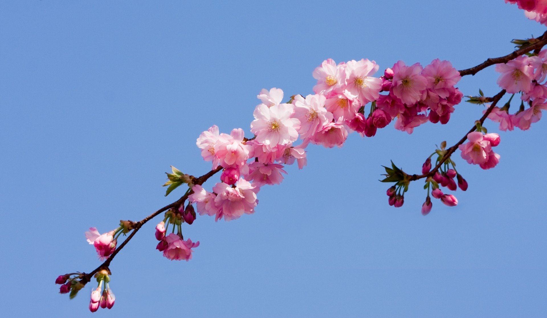 Blossom цветы. Ветка Сакуры. Цветущие ветки. Цветы на ветке. Цветущая вишня.