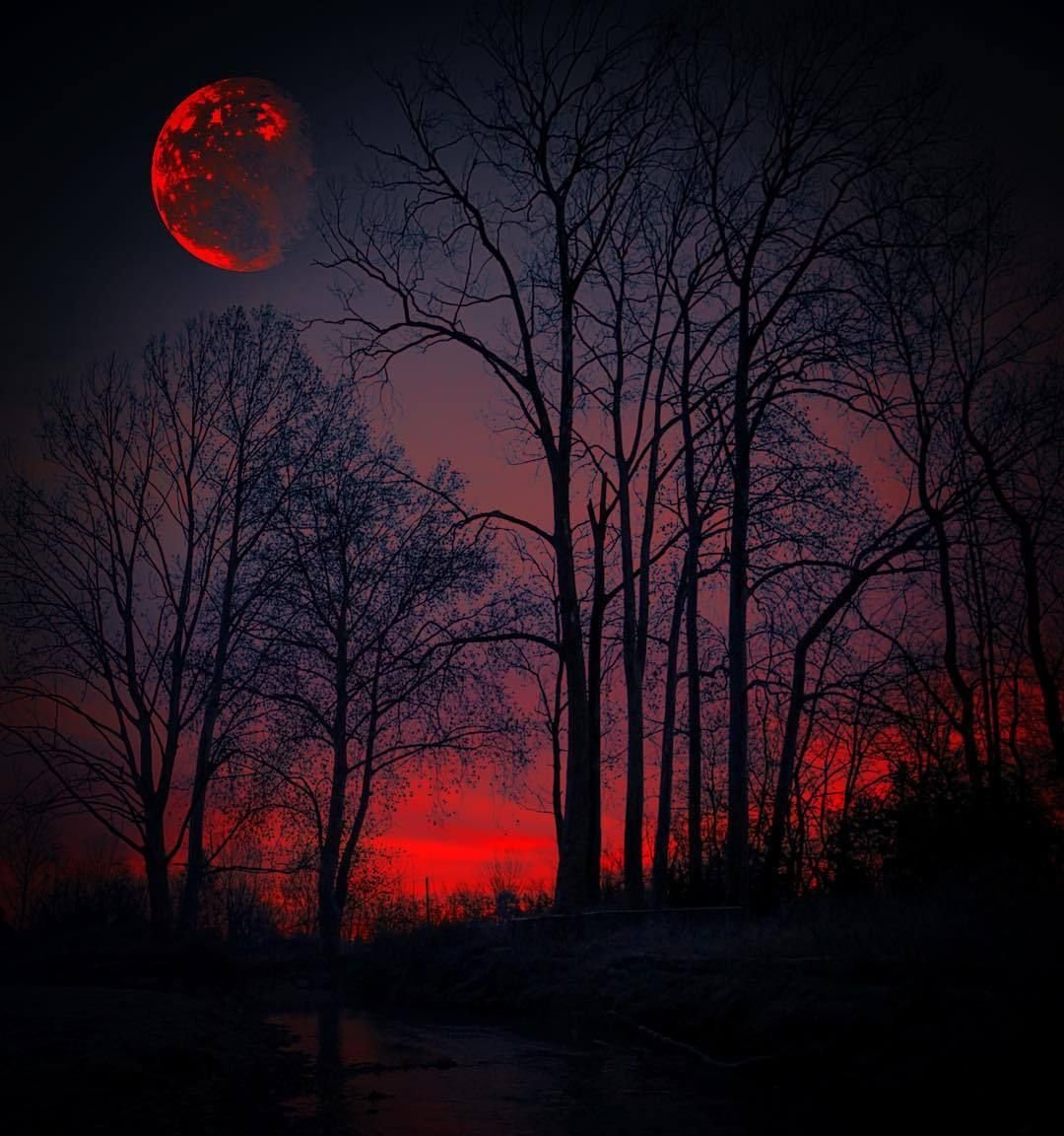 Есть кровавая ночь. Полнолуние Кровавая Луна. Красная Луна ( Хантер Эрин ). Кровавая Луна явление. Ночь лес Луна.