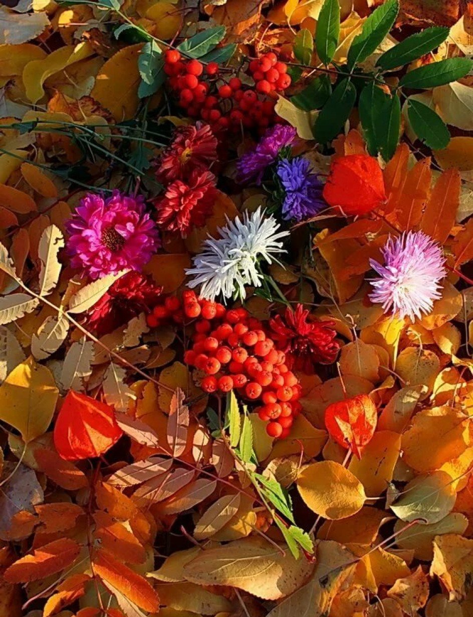 Красивые осенние картинки. Осень. Краски осени. Осенние цветы. Осенние краски природы.
