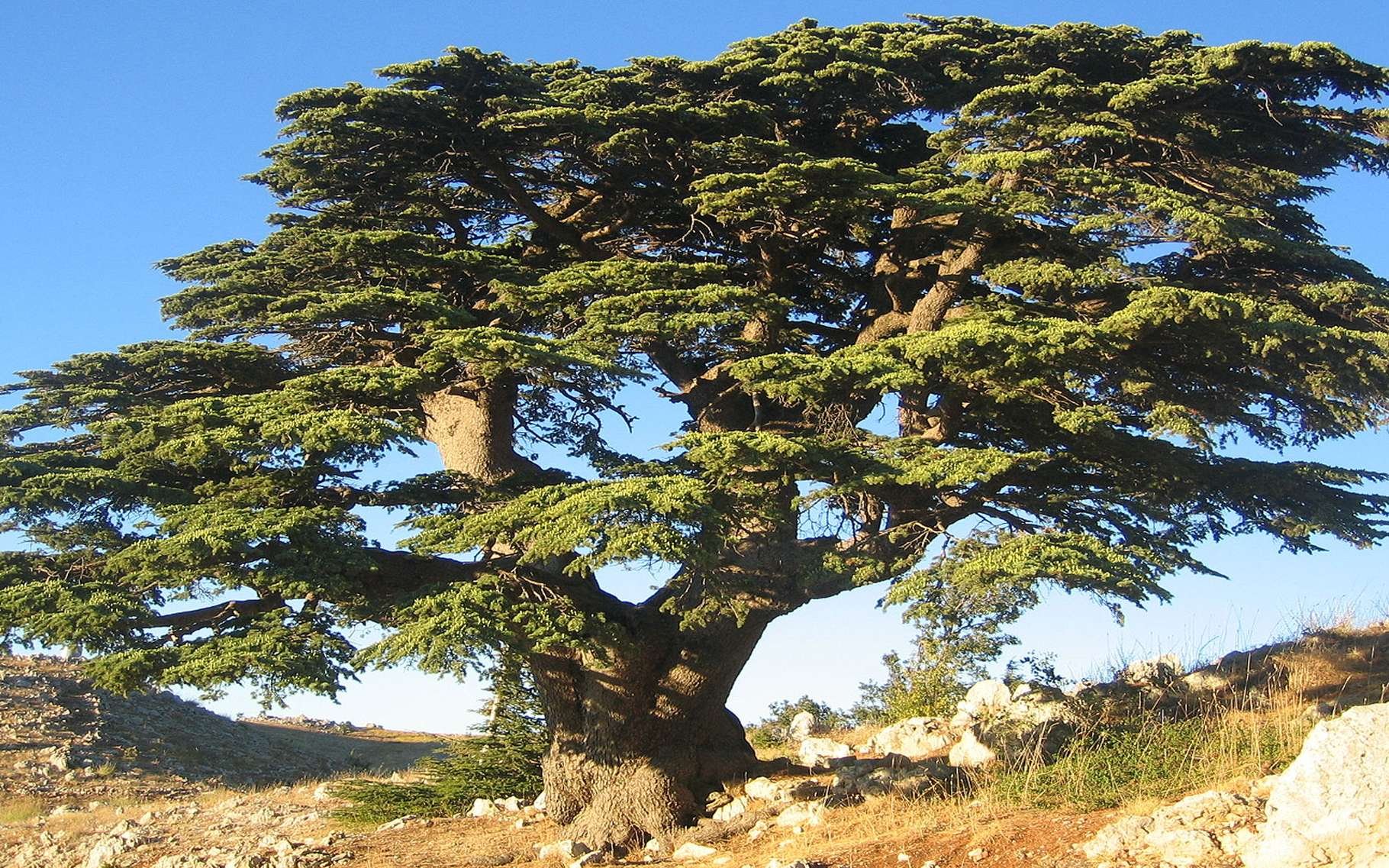 Дерево теплой страны. Кедр ливанский Cedrus libani. Кедр Гималайский дерево. Бонсай ливанский кедр. Пихта ливанский кедр.