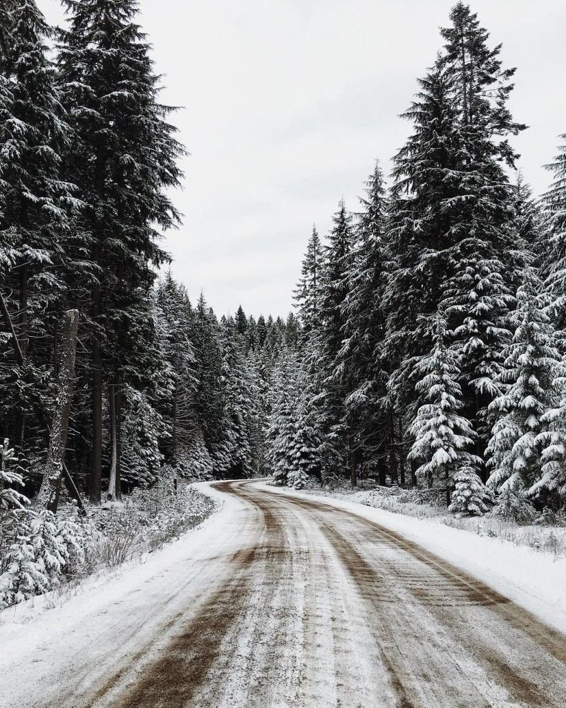 В лесу красота дорога и зима