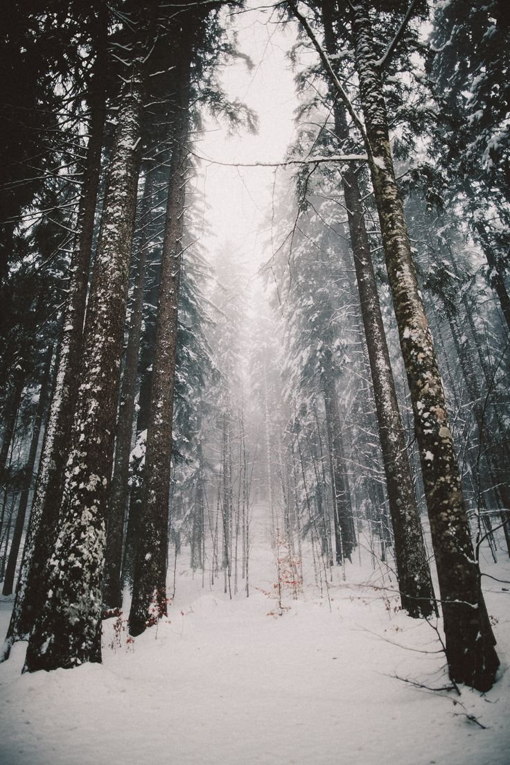 Лес зимой Эстетика