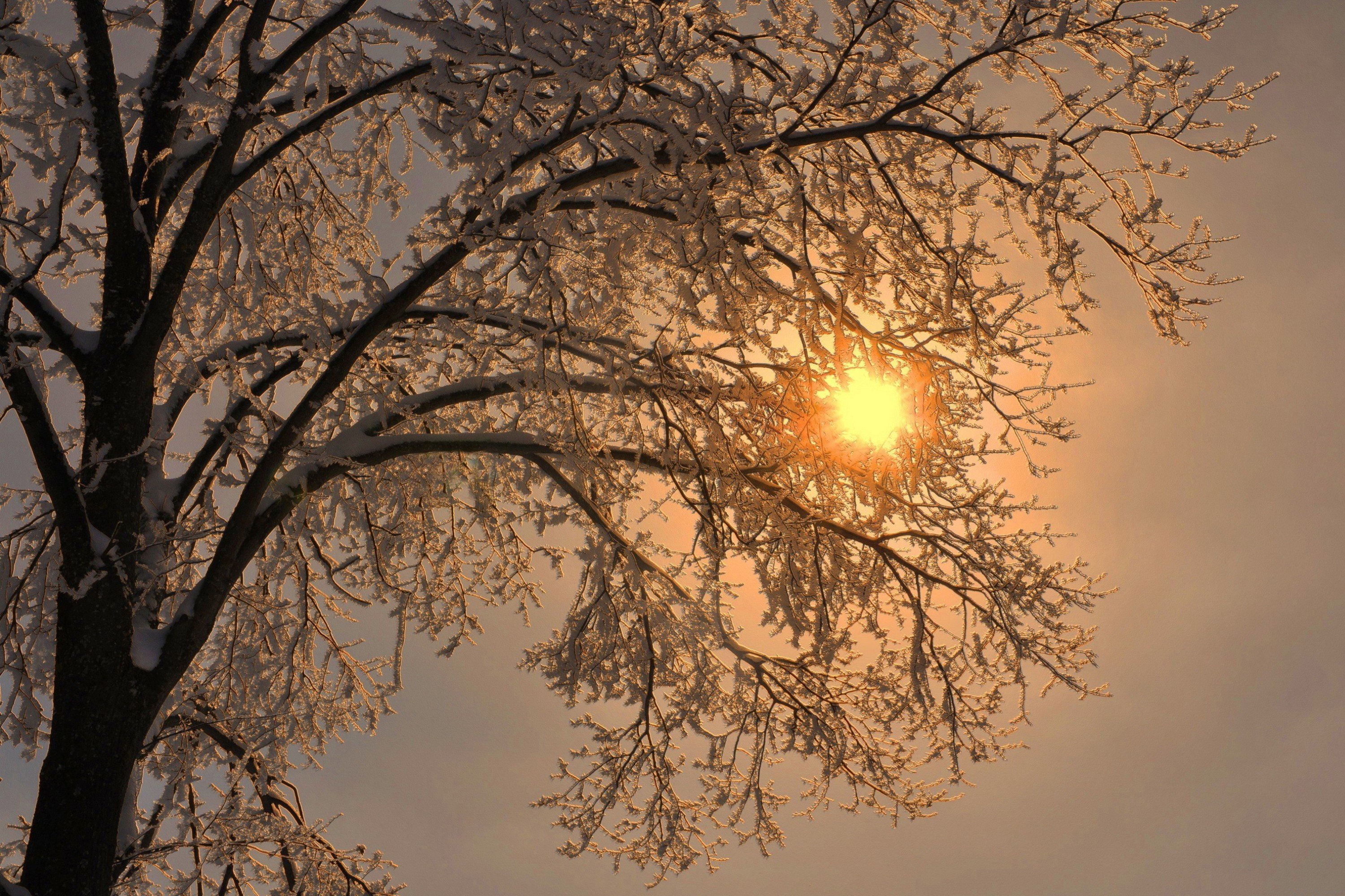 Весной солнце греет сильнее. Снег и солнце. Зимний лес солнце. Зима солнце сквозь деревья.