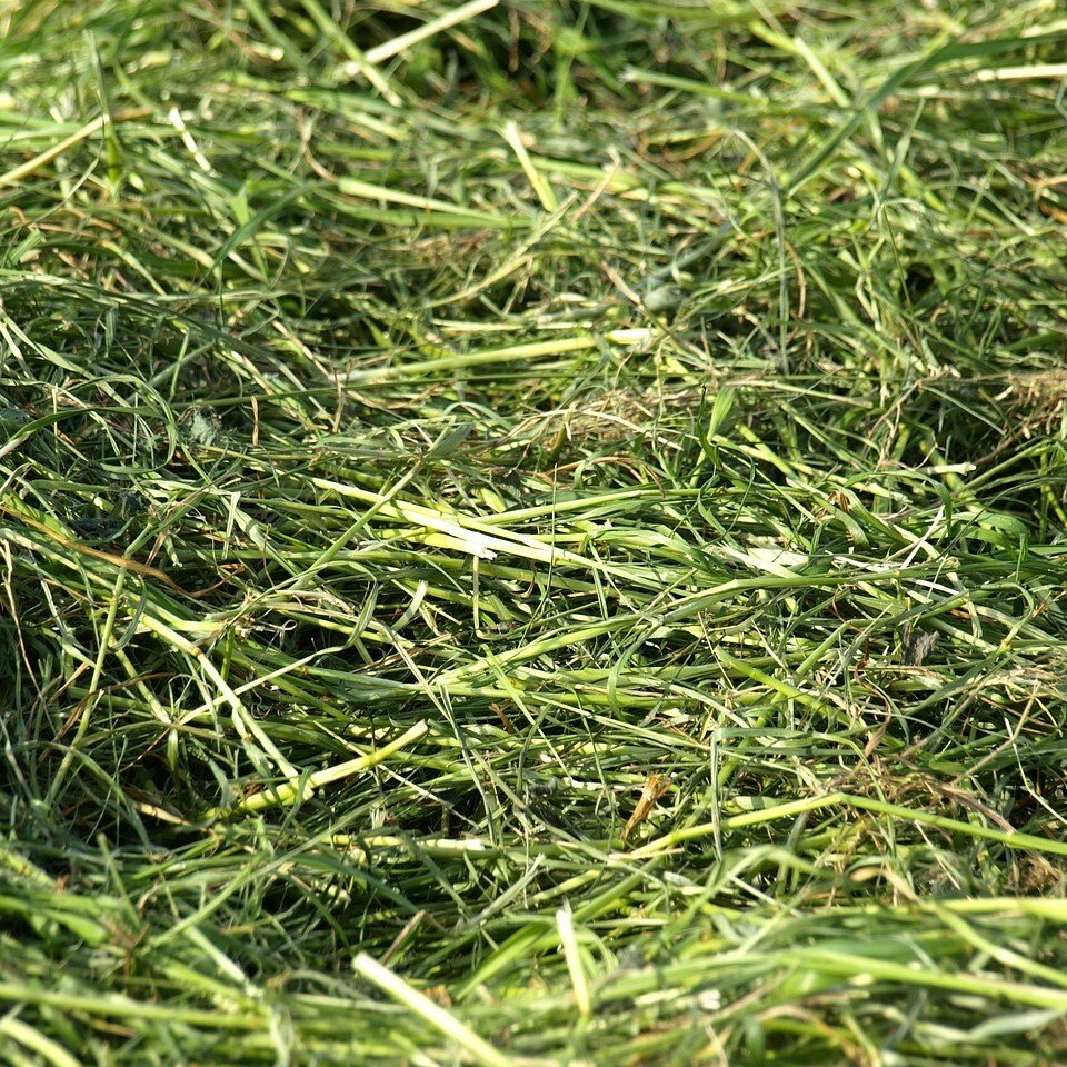 Сенокос свежескошенная трава
