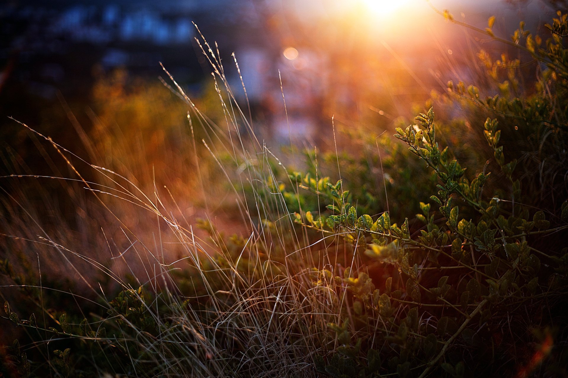Красочный вечер. Лучи солнца. Трава в лучах солнца. Осенняя трава. Трава на закате.