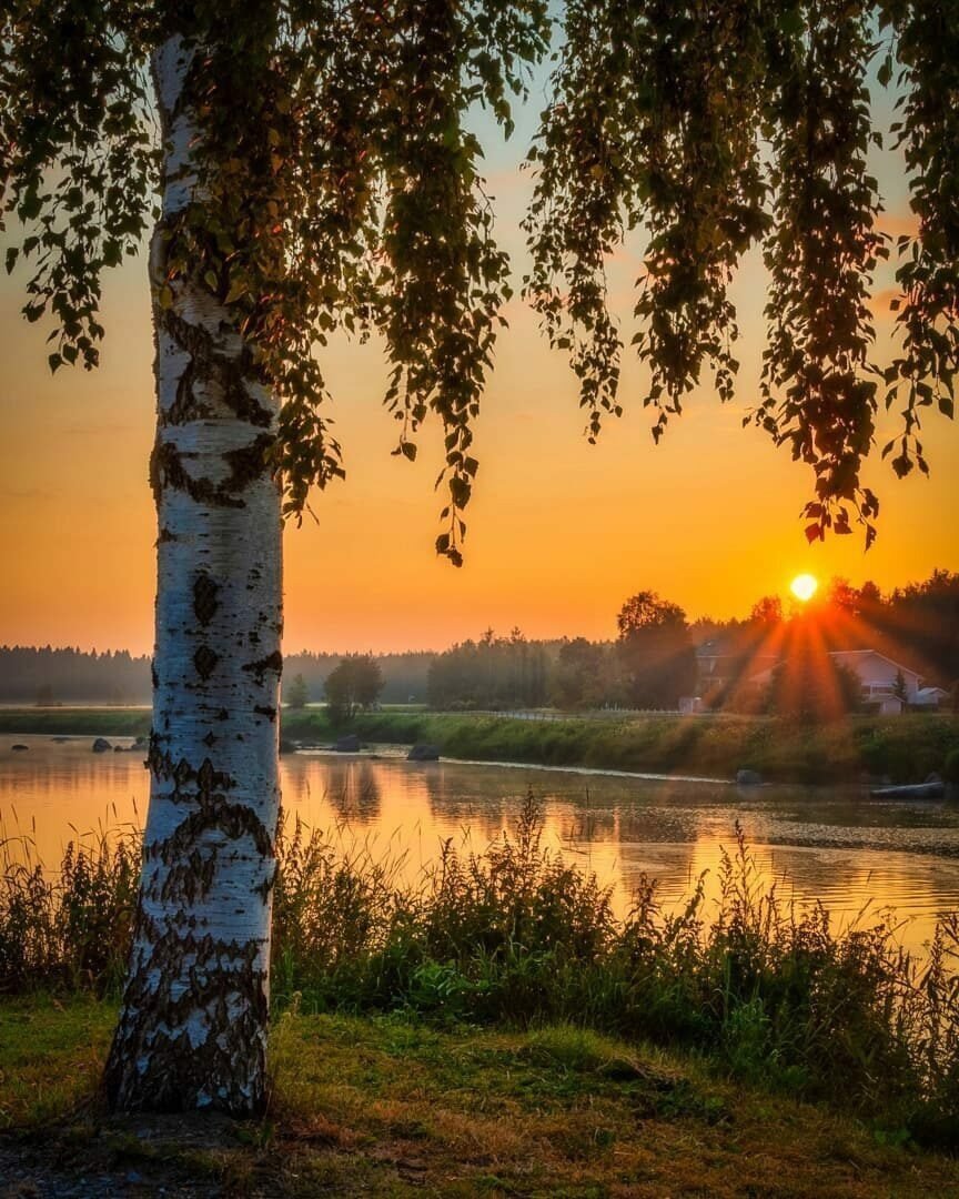 Березовая роща озеро Ивановская область