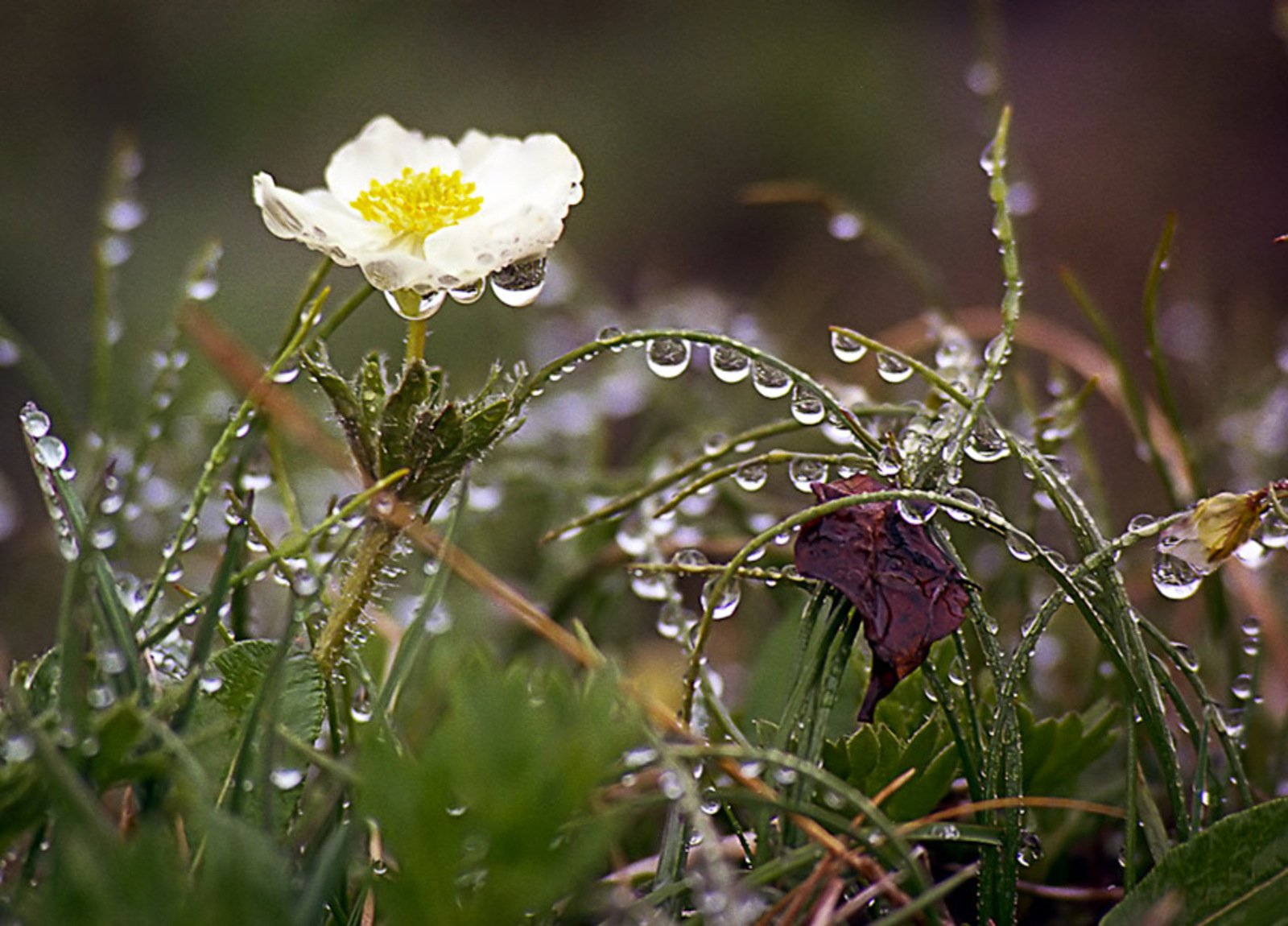 Летний гроза утренний роса горячий. Цветы в росе. Полевые цветы после дождя. Роса на цветах. Природа после дождя.
