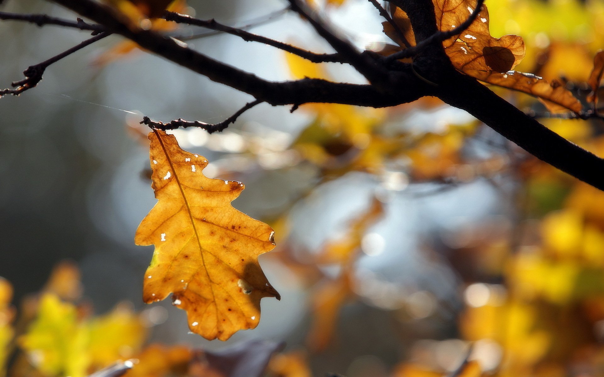 Скинуть листву. Осень листья. Осенние листья дуба. Дерево с опавшими листьями. Дерево с опавшей листвой.