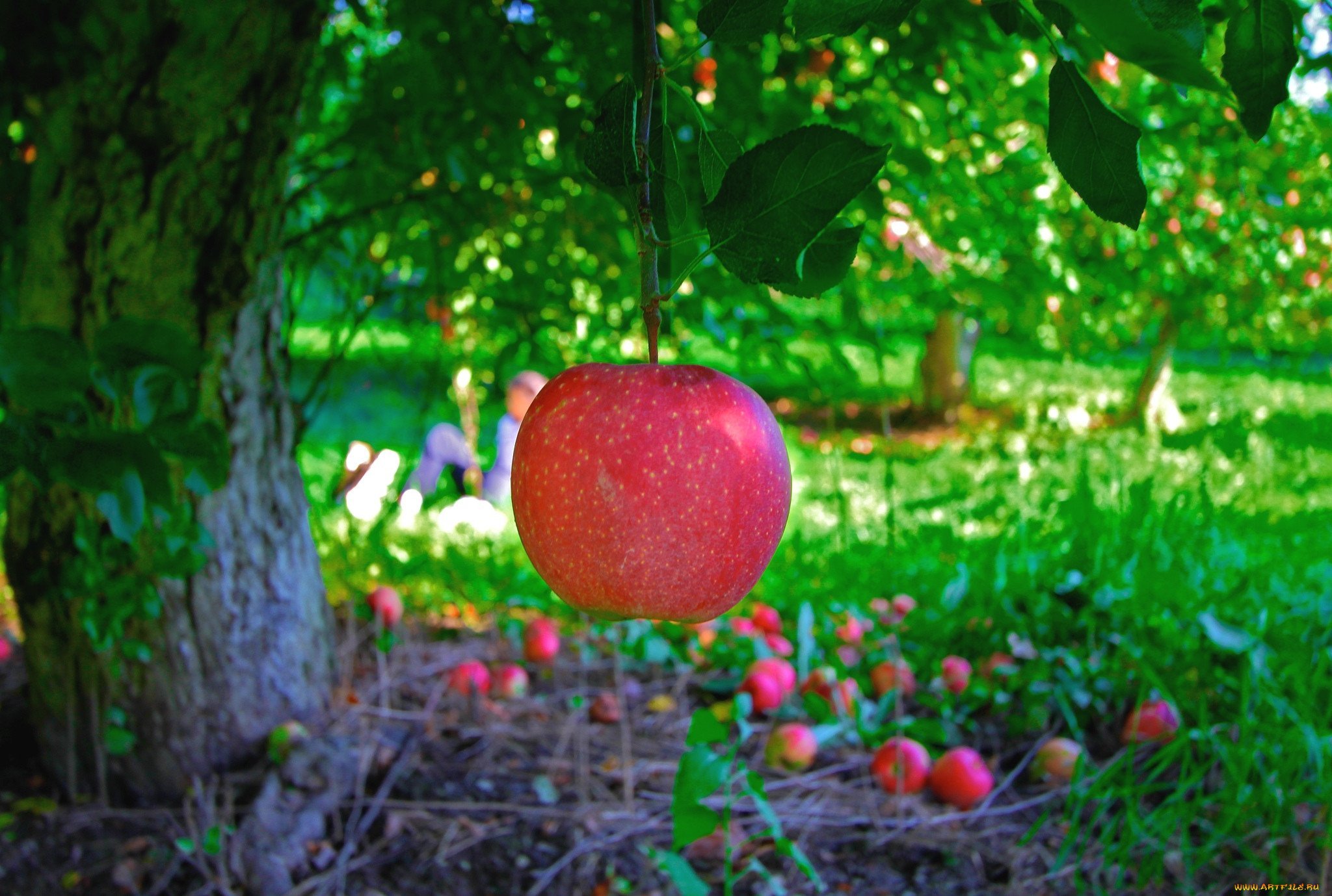 С яблони сорвать яблоко. Яблоки в саду. Яблоня дерево. Красивое яблоко. Яблоневый сад.