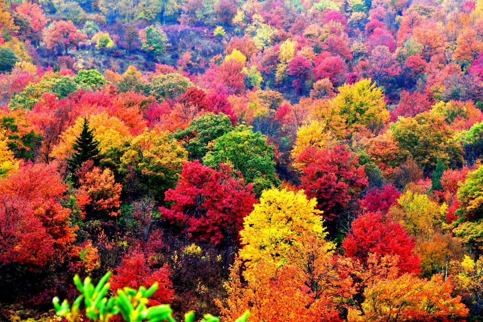 Natural fall. Осенний лес лиловый золотой багряный. Осеннее дерево. Осенний лес. Разноцветное дерево.