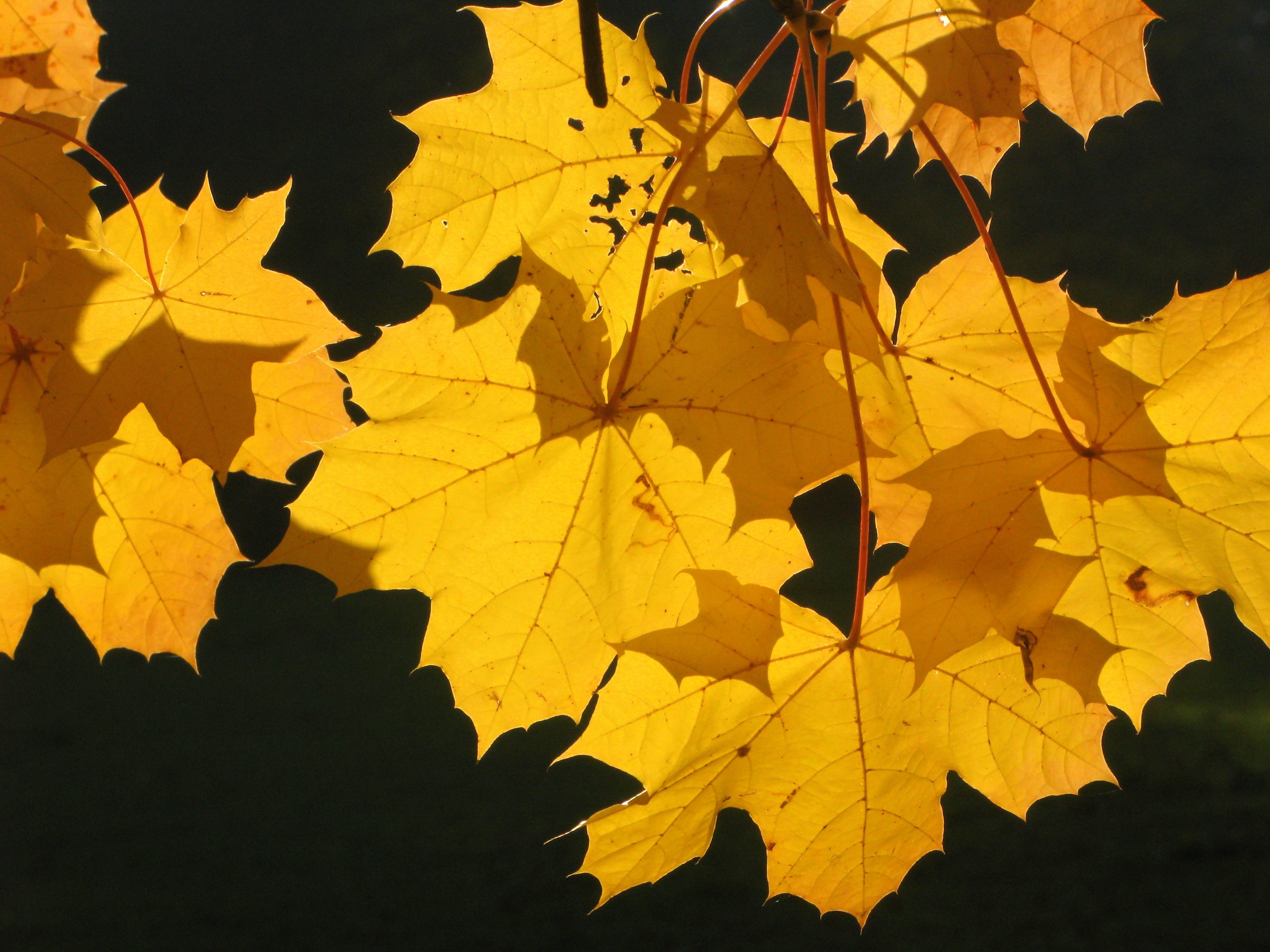 Листья желтые по краям. Желтый лист. Кленовый лист. Кленовый лист желтый. Желтый лист клена.