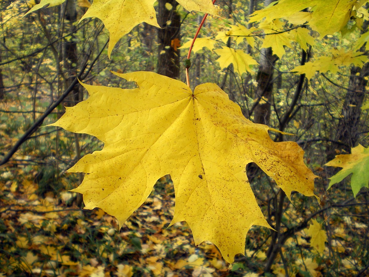 Легкий желтый лист. Желтый лист. Кленовый лист желтый. Желтеют листья. Жёлтый лист осенний.
