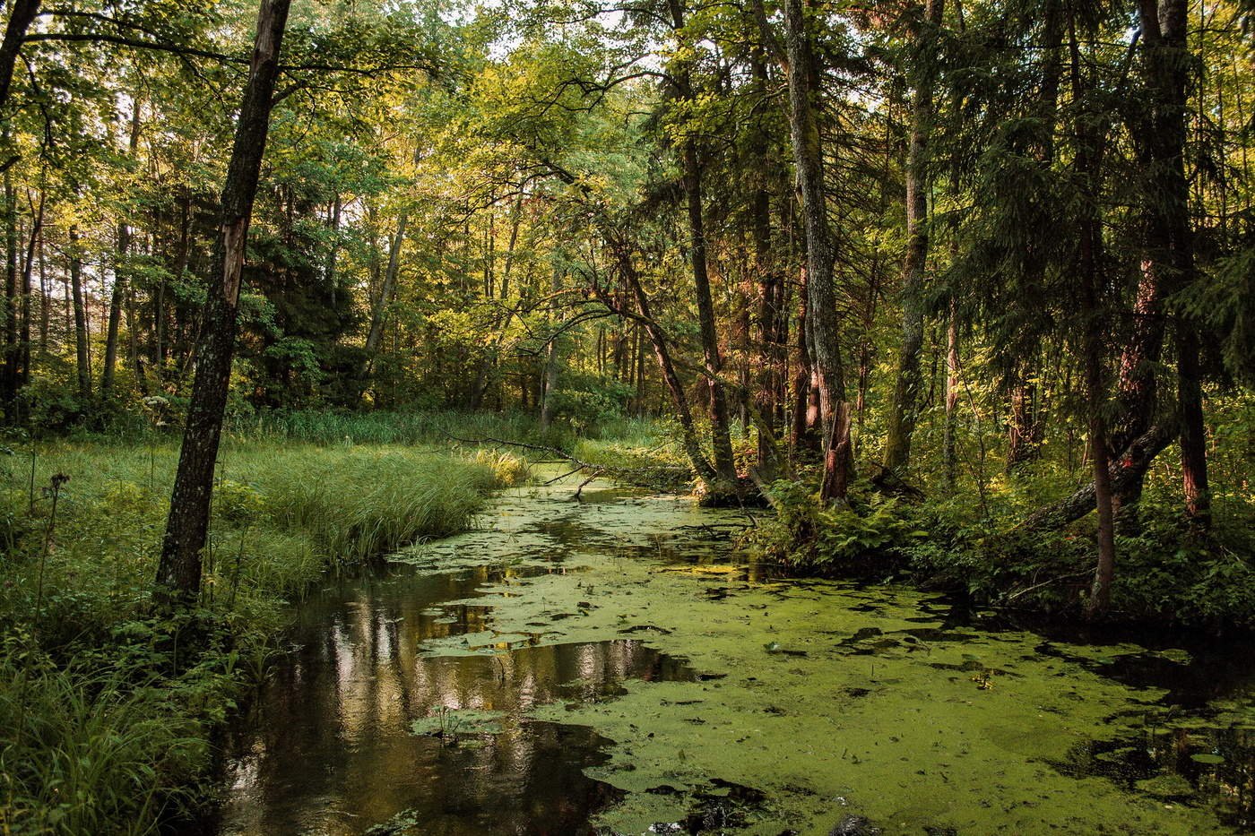 Болотистая река. («Лесное болото»),Рейсдала .. Болотистые леса Румыния. Лесное болото трясина. Васильев лес у ручья.