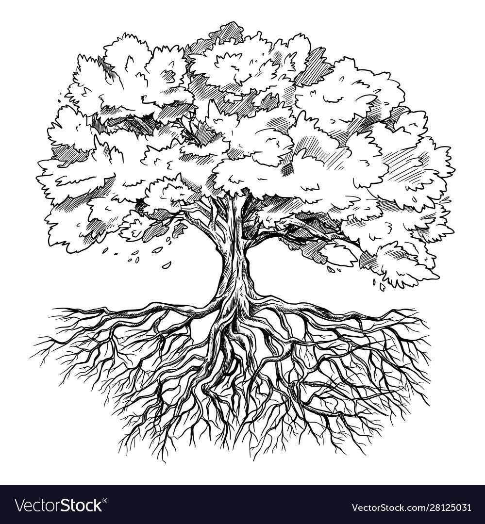 Красивое дерево с корнями рисунок