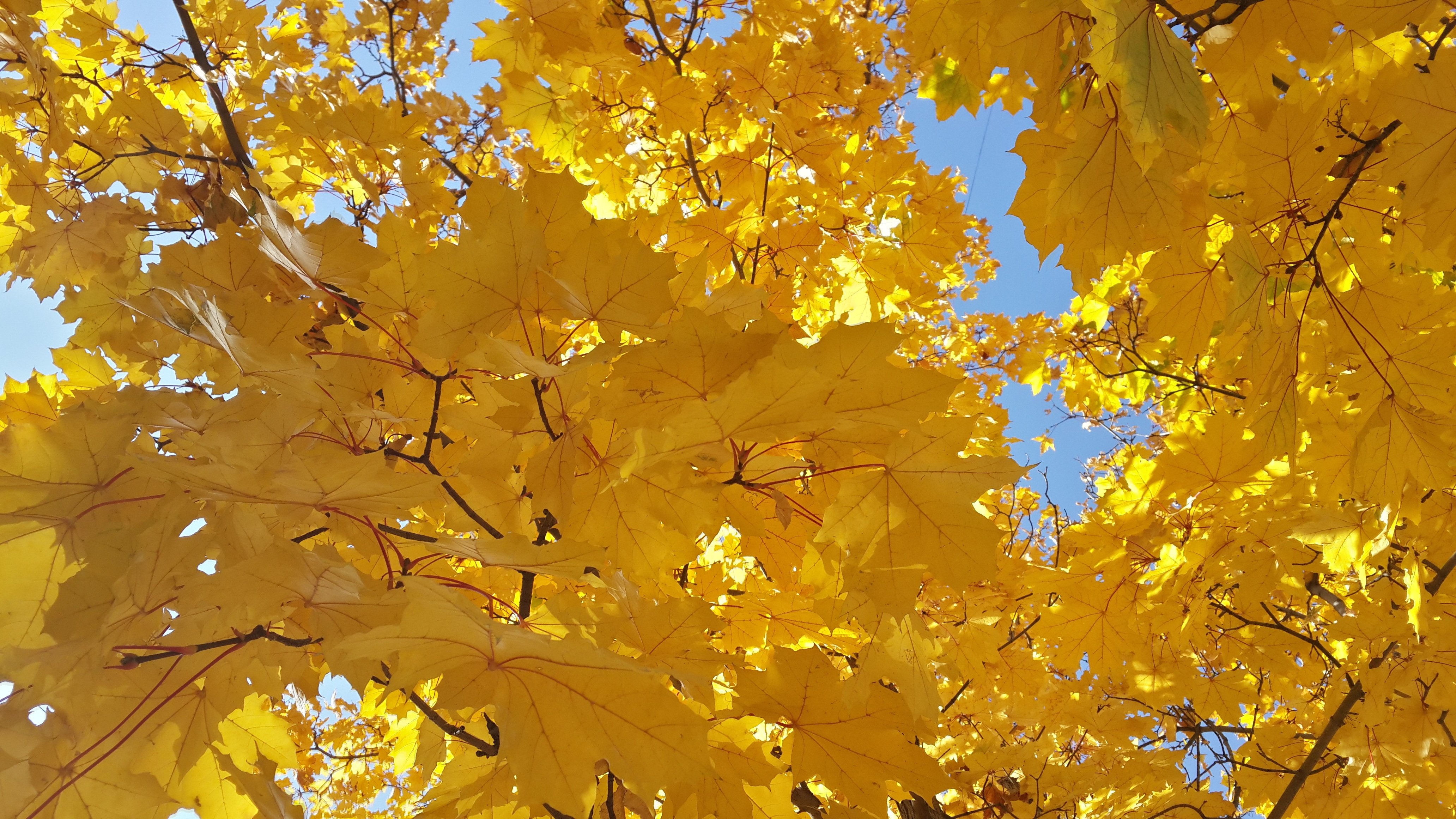 Лист осенний золотист. Желтая листва. Осень желтые листья. Осень клен. Золотая листва.
