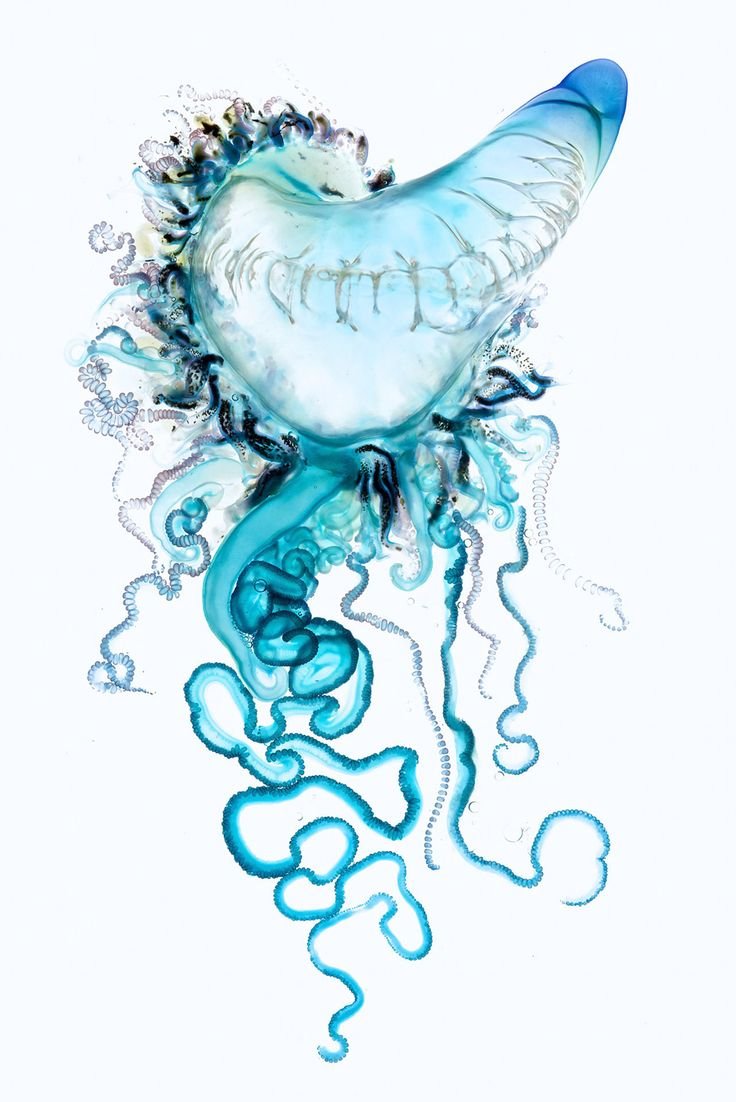 Океан глубина медуза