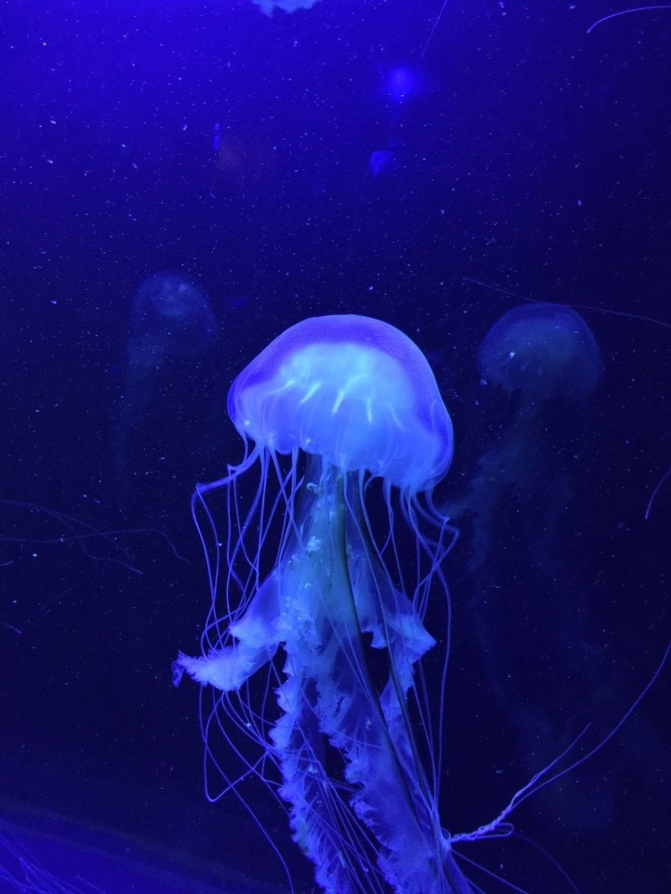Сцифоидные голубая медуза