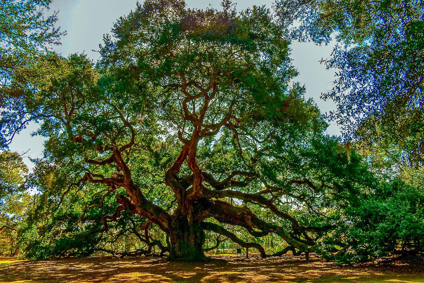 Большая картинка дерева. Дерево Утун. Провальский дуб. Раскидистая крона дуб. Дерево Утун Геншин.