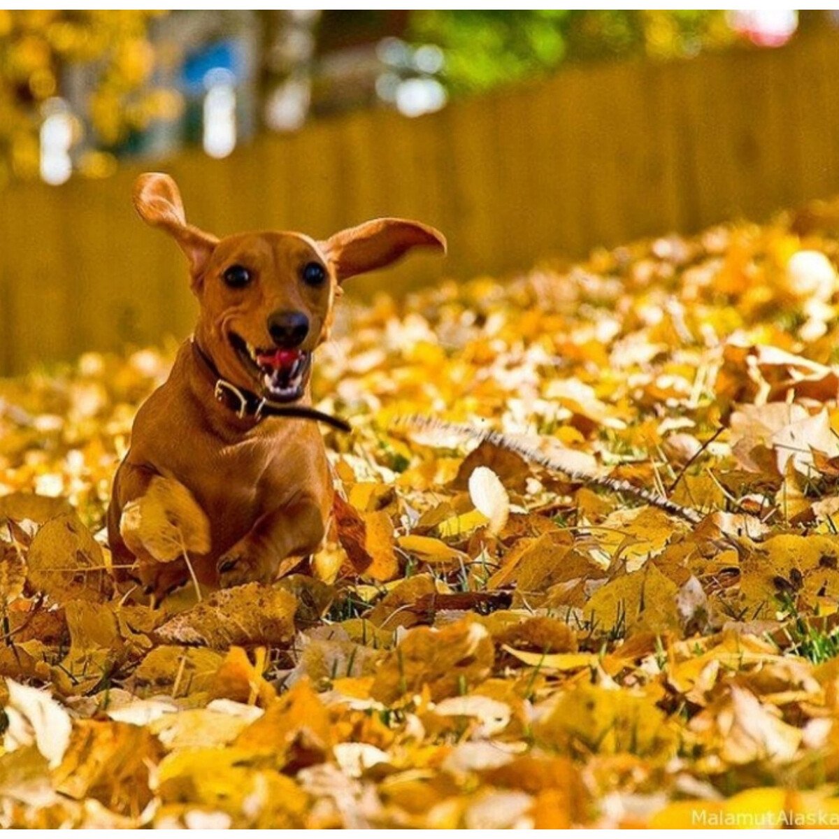 Осень позитивные картинки. Собака осень. Собака в осенних листьях. Собачка в осенней листве. Собака в листве осенью.