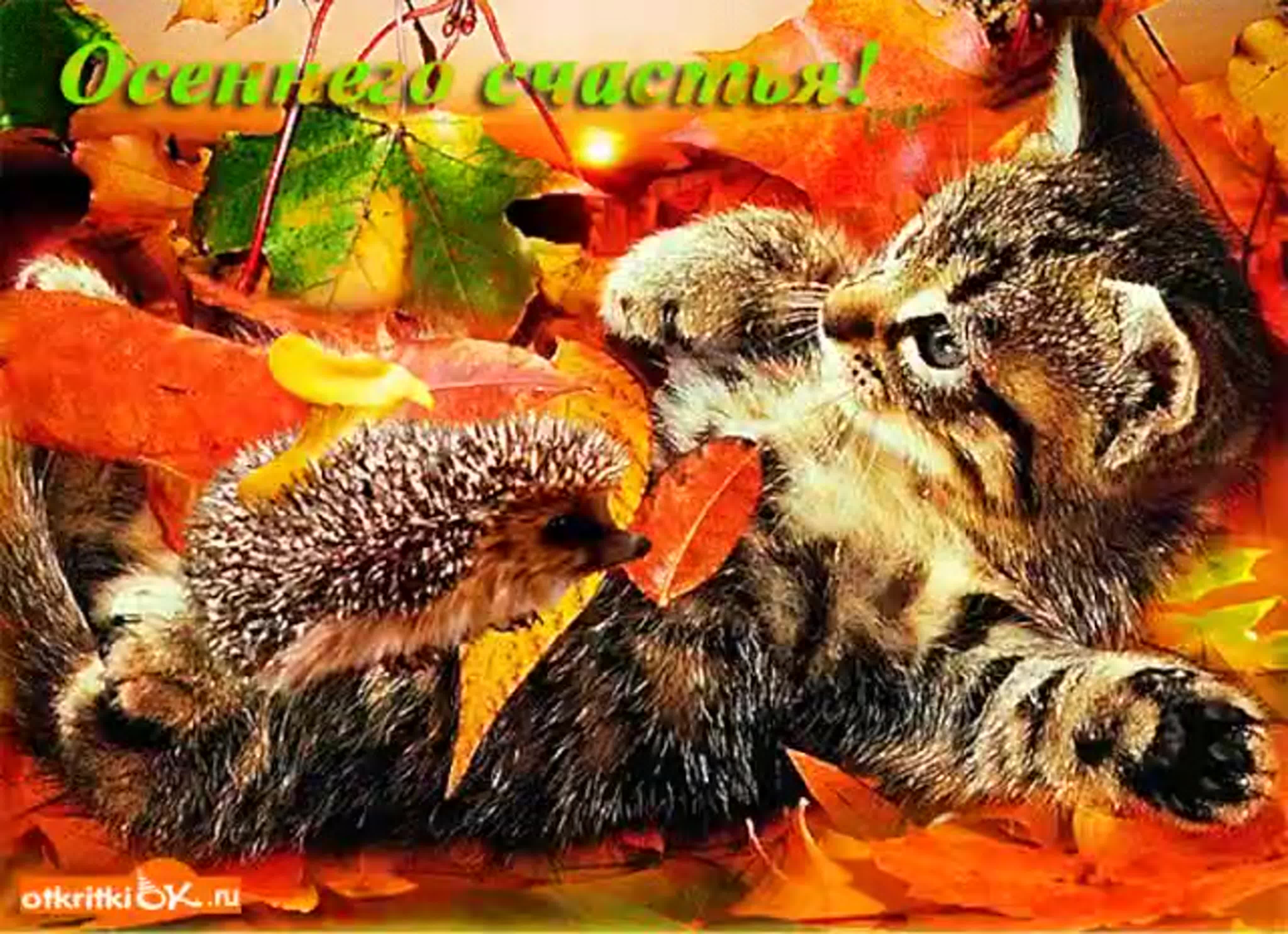 Хороший осени картинки. Счастливой осени. Осенние открытки. Добрый день осень животные. Счастливой остеплой осени.