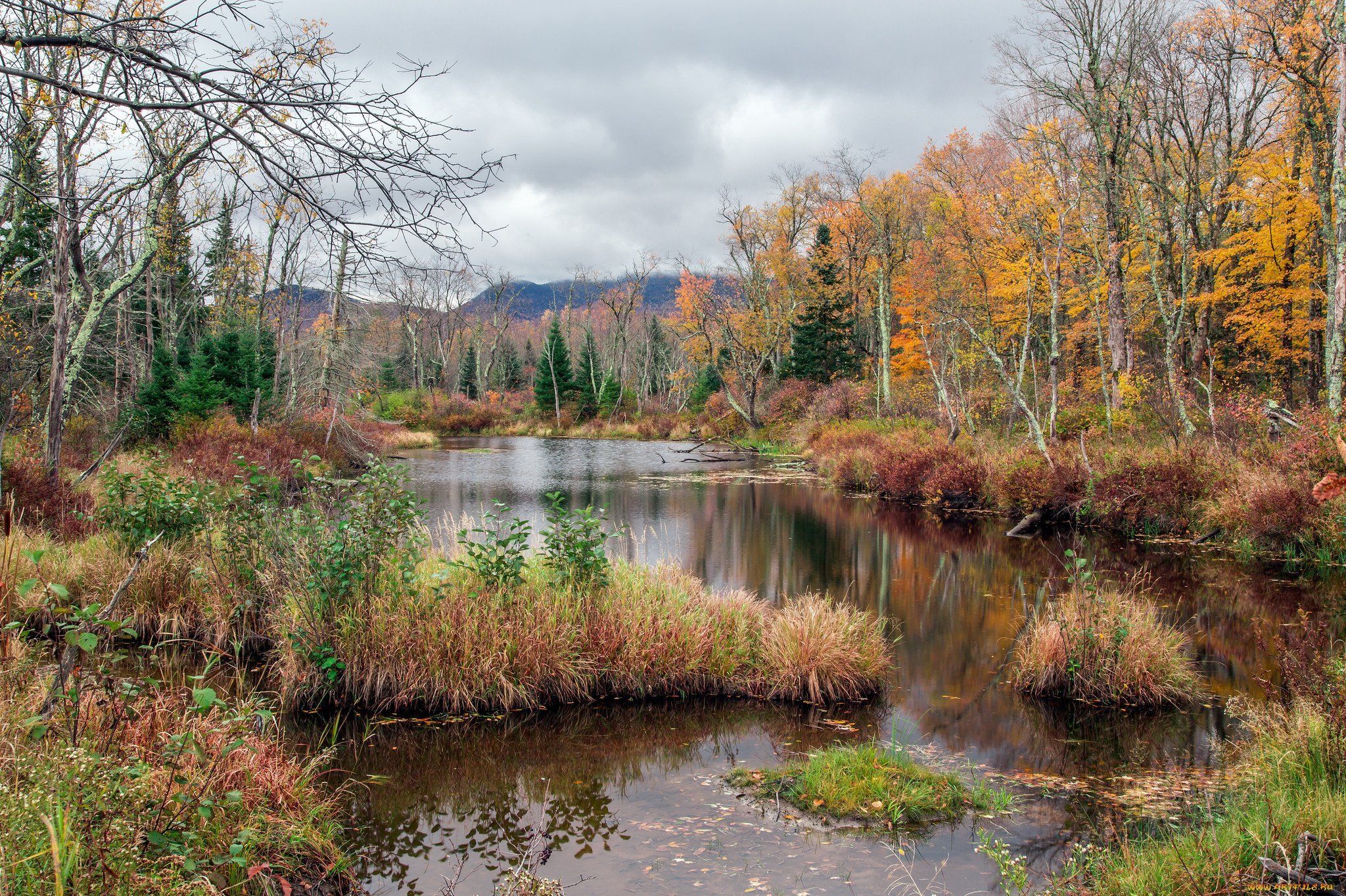Пейзаж болота и леса. Река осень Тверская область. Осень природа река озеро лес. Озеро осенью. Река в осеннем лесу.