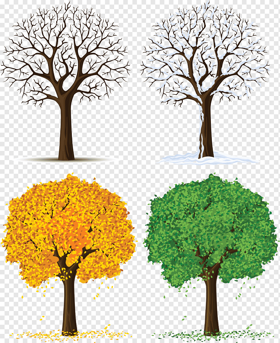 Дерево летом и осенью