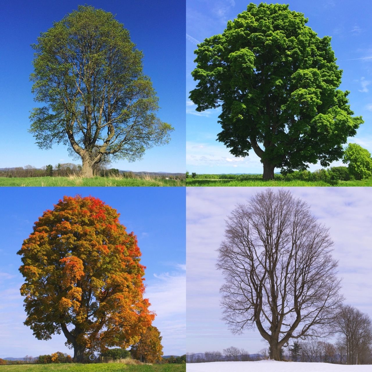 Пора года 4 букв. Времена года на дереве. Дерево в разные времена года. Дерево четыре времени года.