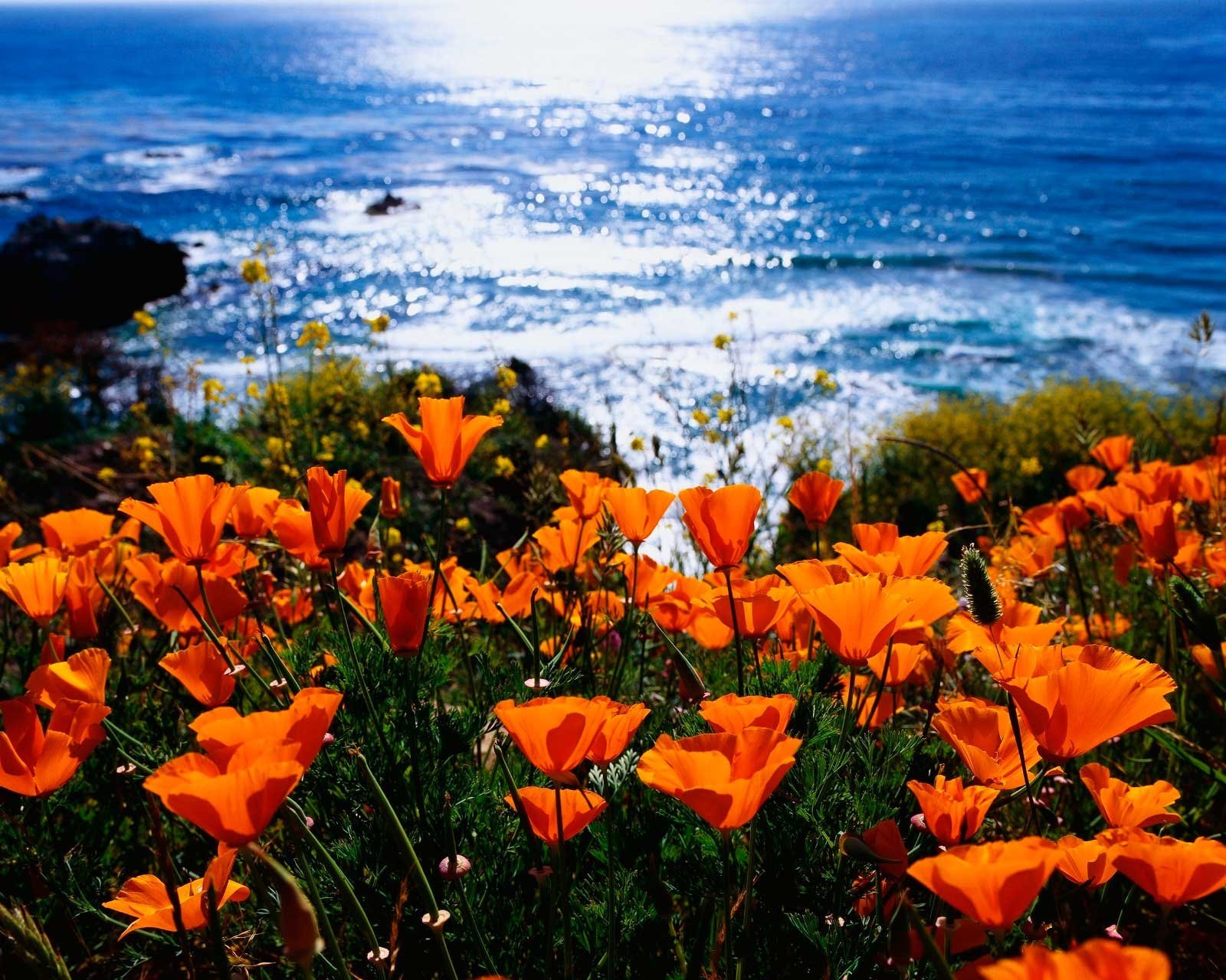Яркие цветы на море. Море цветов. Пейзаж в оранжевых тонах. Цветы и море. Цветы на фоне моря.