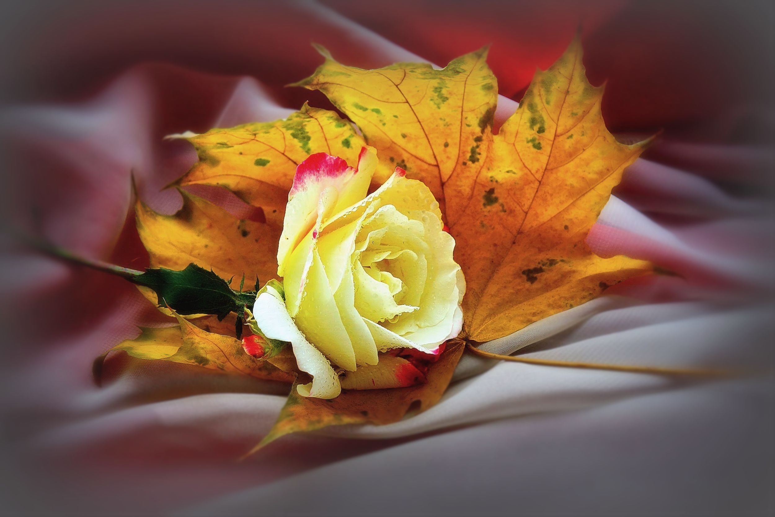 Осень букет роз. Букет осенних листьев. Осенние розы. Розы осень. Розы осенью.