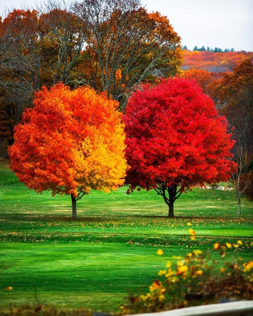 Красивые деревья осенью