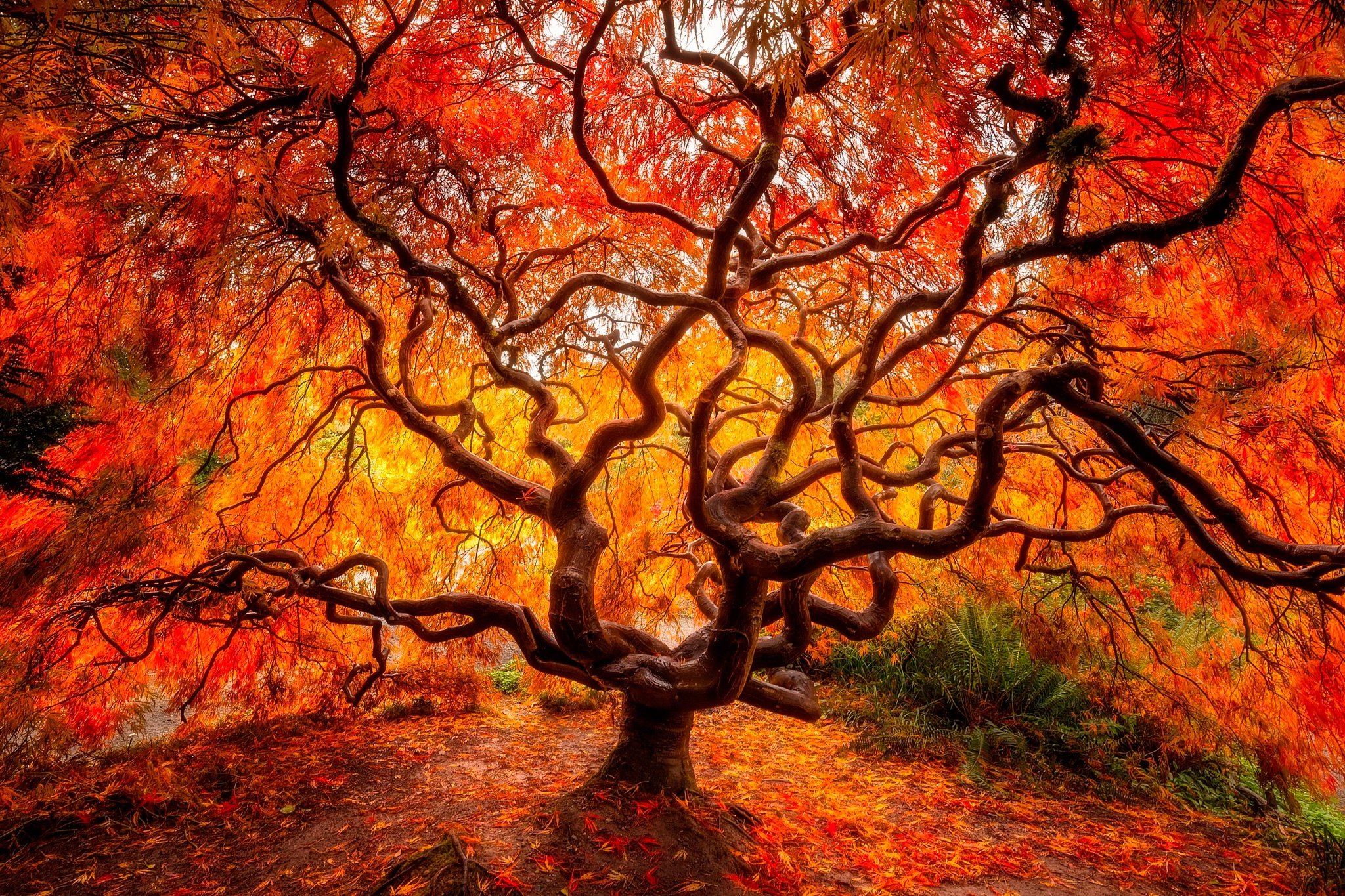 Картинки деревьев осенью. Японский клен Орегон. Осеннее дерево. Красивое дерево. Осень деревья.