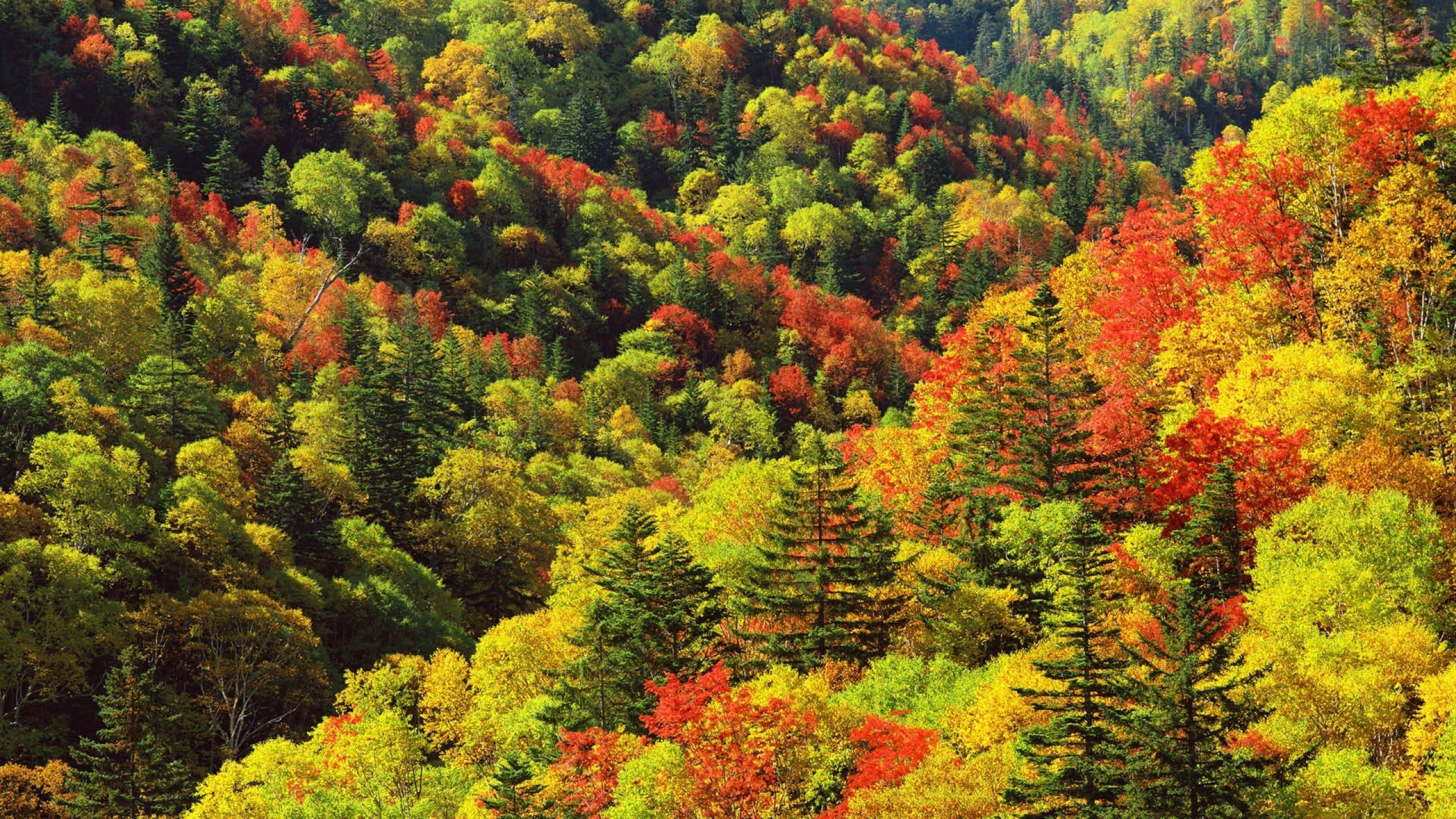 Виды осени. Смешанные хвойно-широколиственные леса. Хвойно-широколиственные леса Северной Америки. Смешанный лес и широколиственный лес. Широколиственный лес в Америке.
