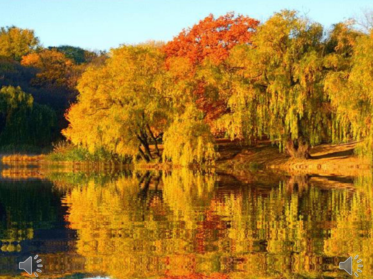Куз 2. Желтый клен глядится в озеро. Золотая осень. Осенний пейзаж.
