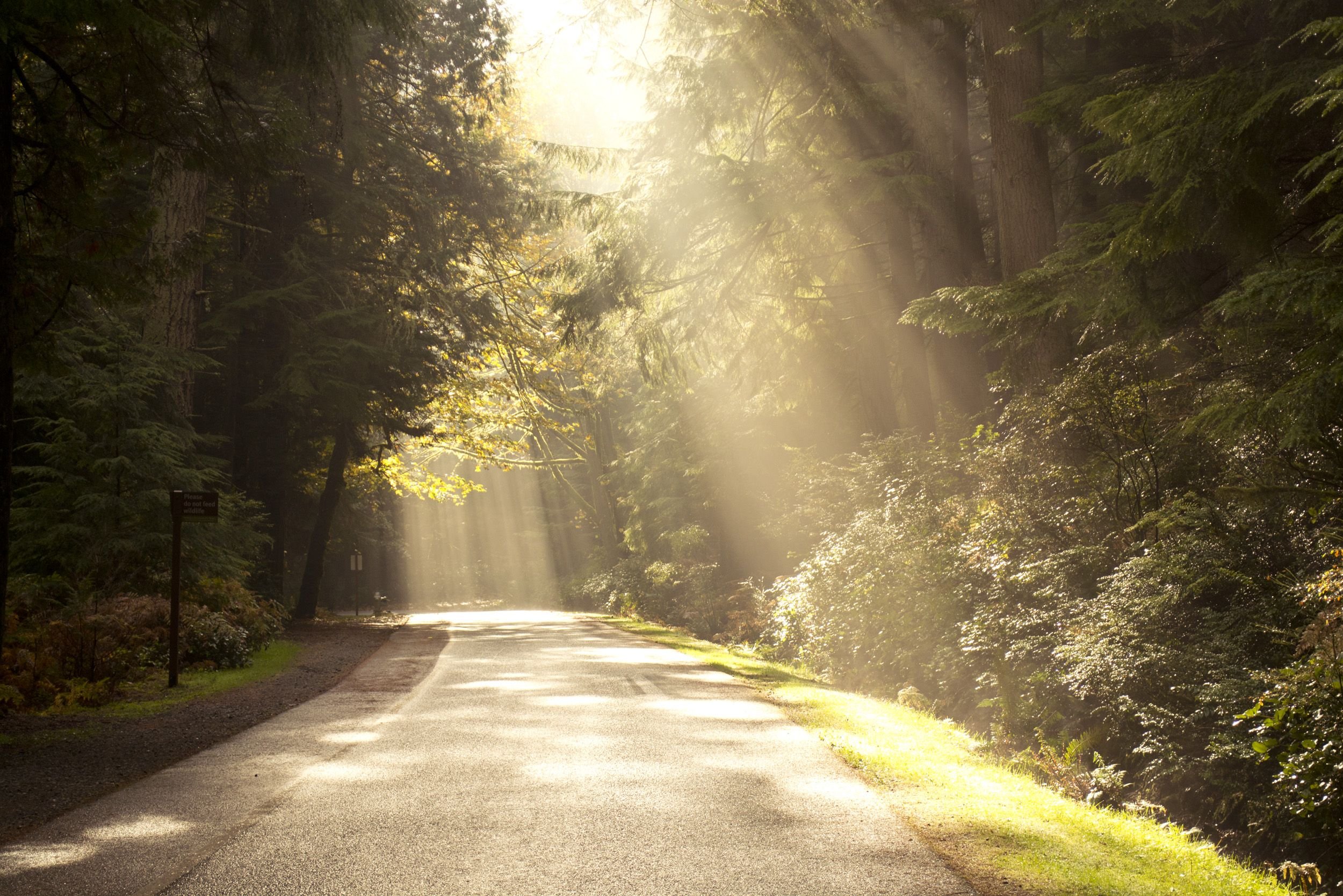 Дорога в красивом лесу. Красивая дорога. Дорога в лесу. Светлая дорога. Солнце на дороге.