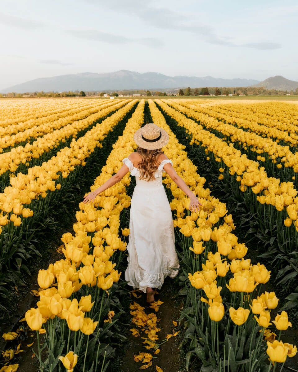 Картина с полем желтых тюльпанов