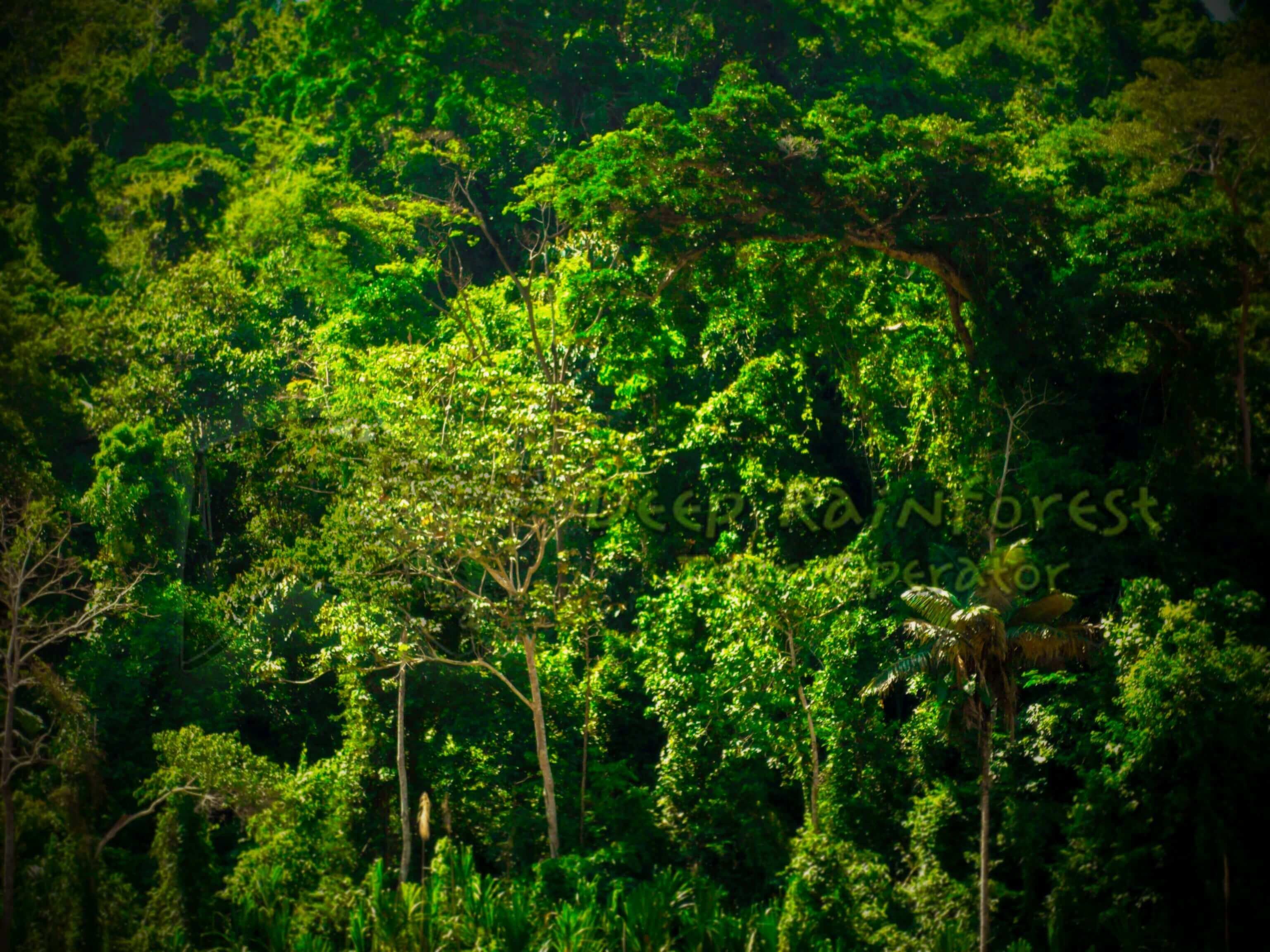 Джангл фото. Чунцин тропические джунгли. Ухань джунгли. Аполло город джунгли. Чаладиди Грузия джунгли.