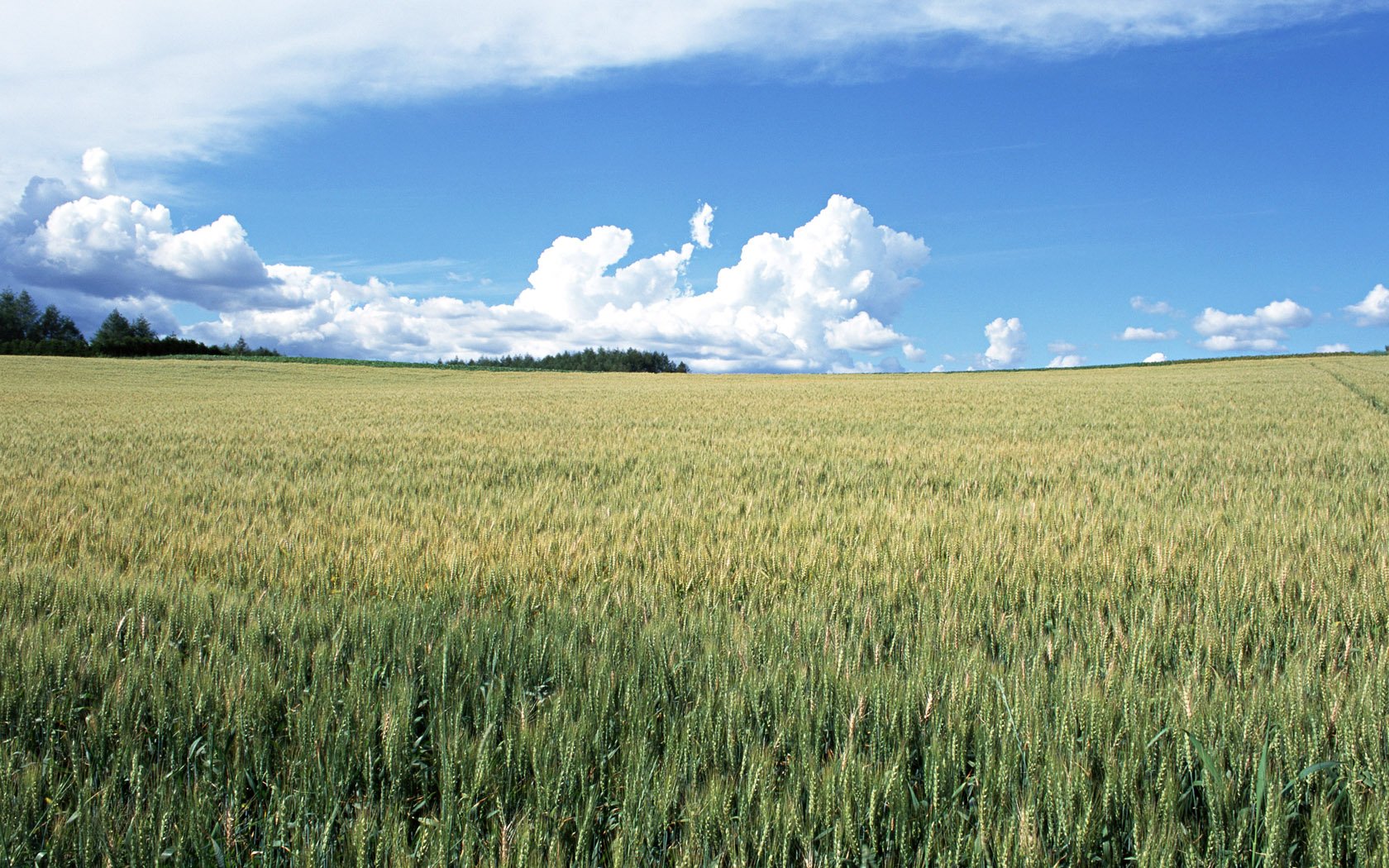 Риче поле. Поле пшеницы. Зеленое поле пшеницы. В поле. Поле фото.