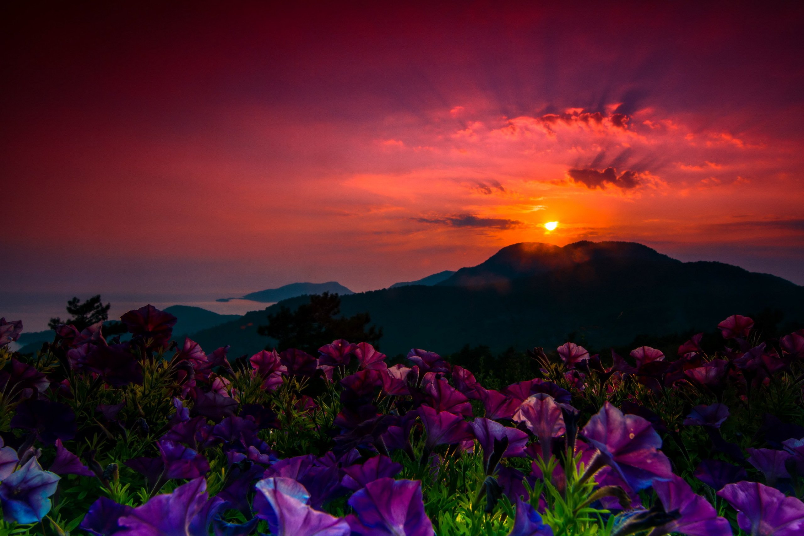Flower sunset. Природа закат. Рассвет в горах. Природа цветы. Природа рассвет.