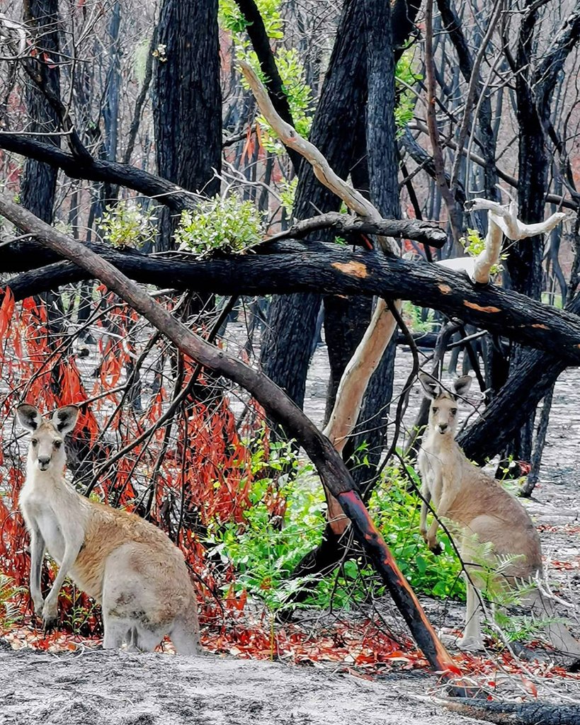 Леса Австралии после пожара