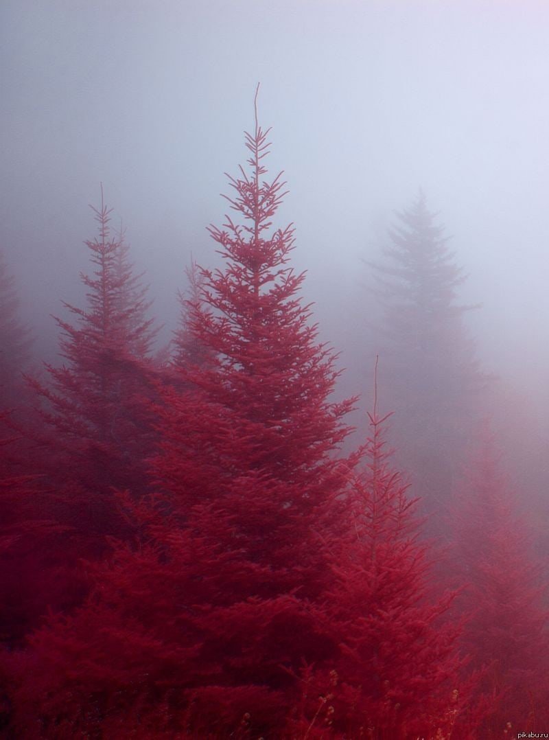 Красный туман