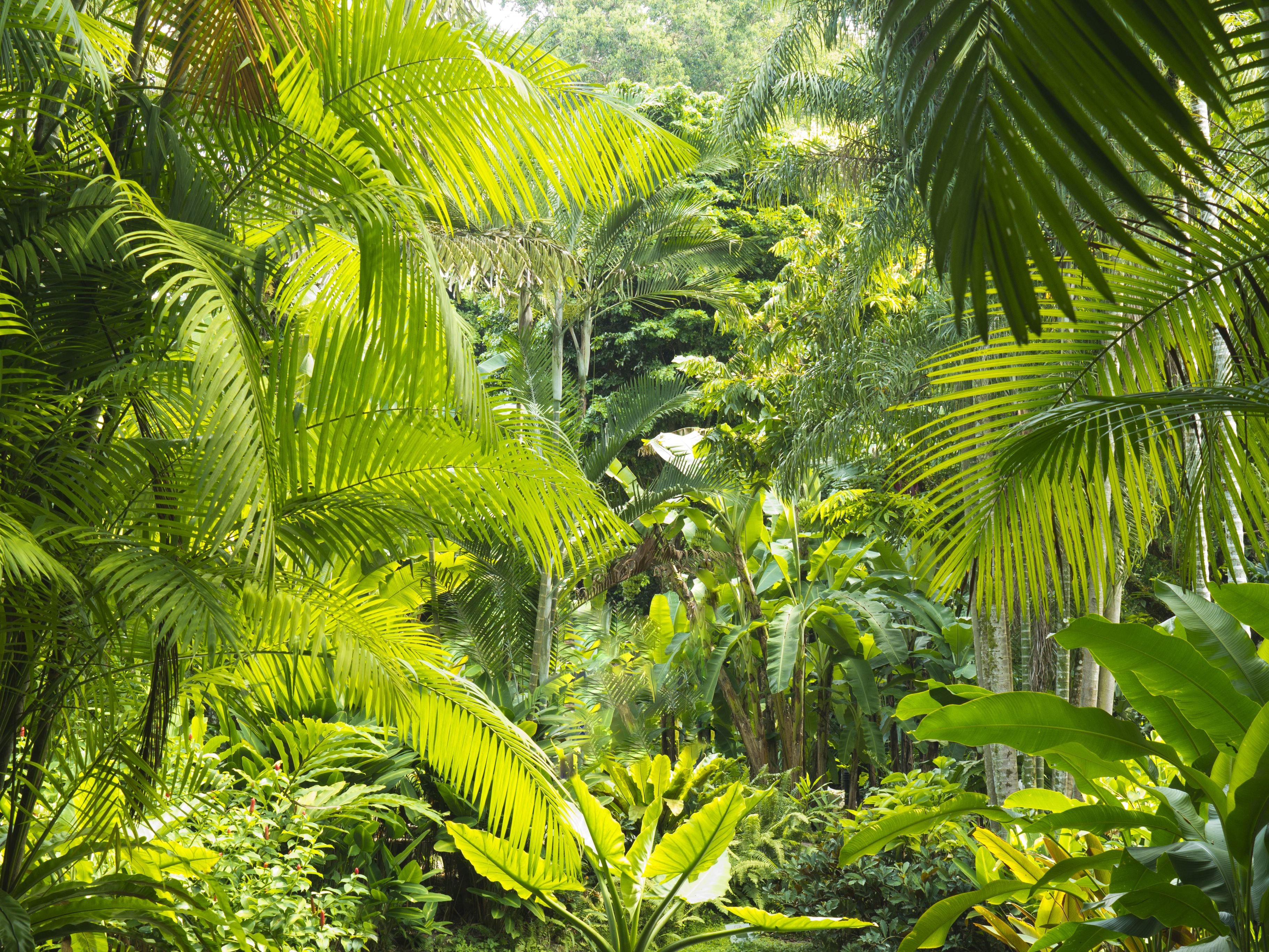 Джангл фото. Полувечнозеленый тропический лес. Полувечнозеленые сезонные (листопадные) тропические леса. Тропический лес Сельва.